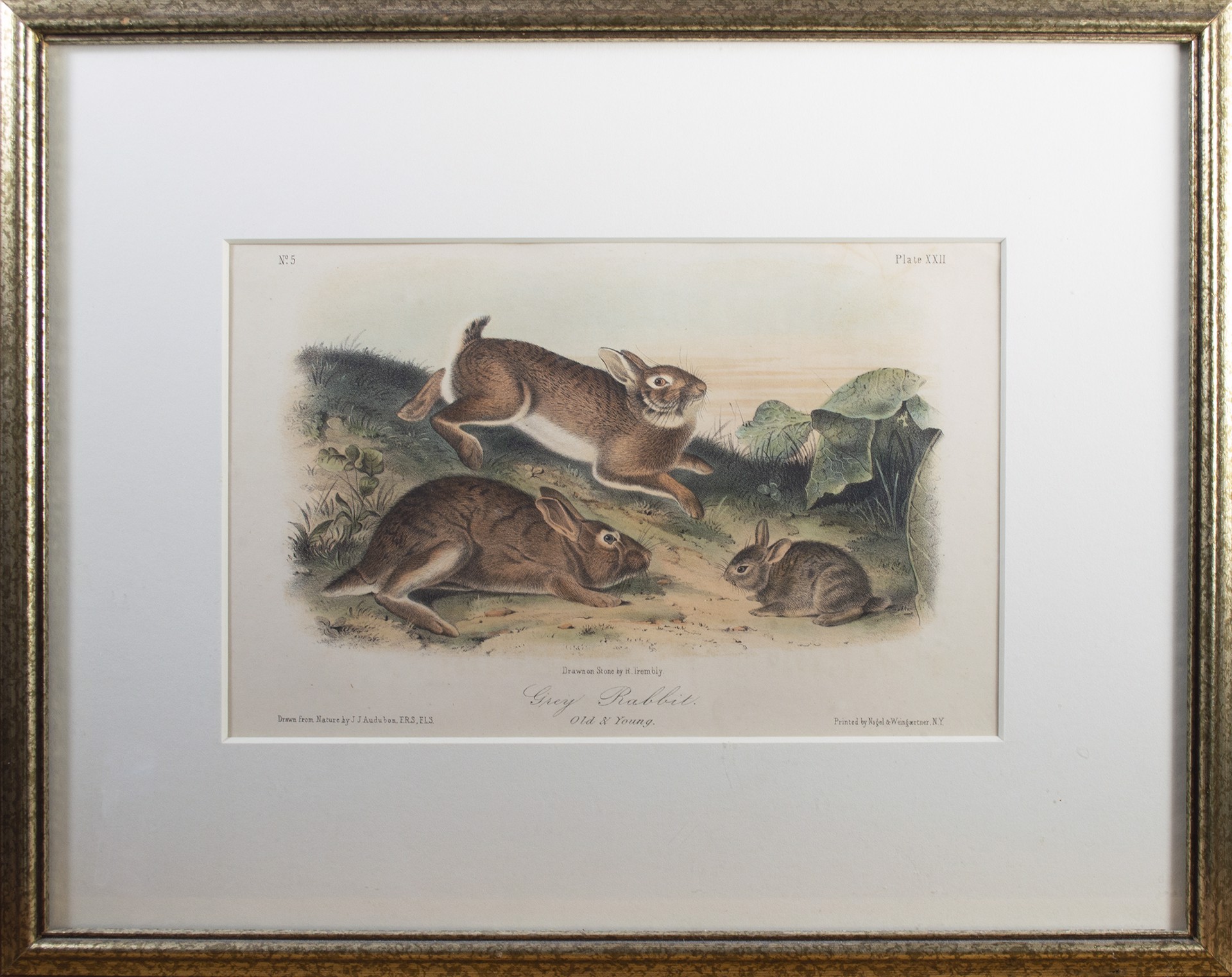 Grey Rabbit by John James Audubon