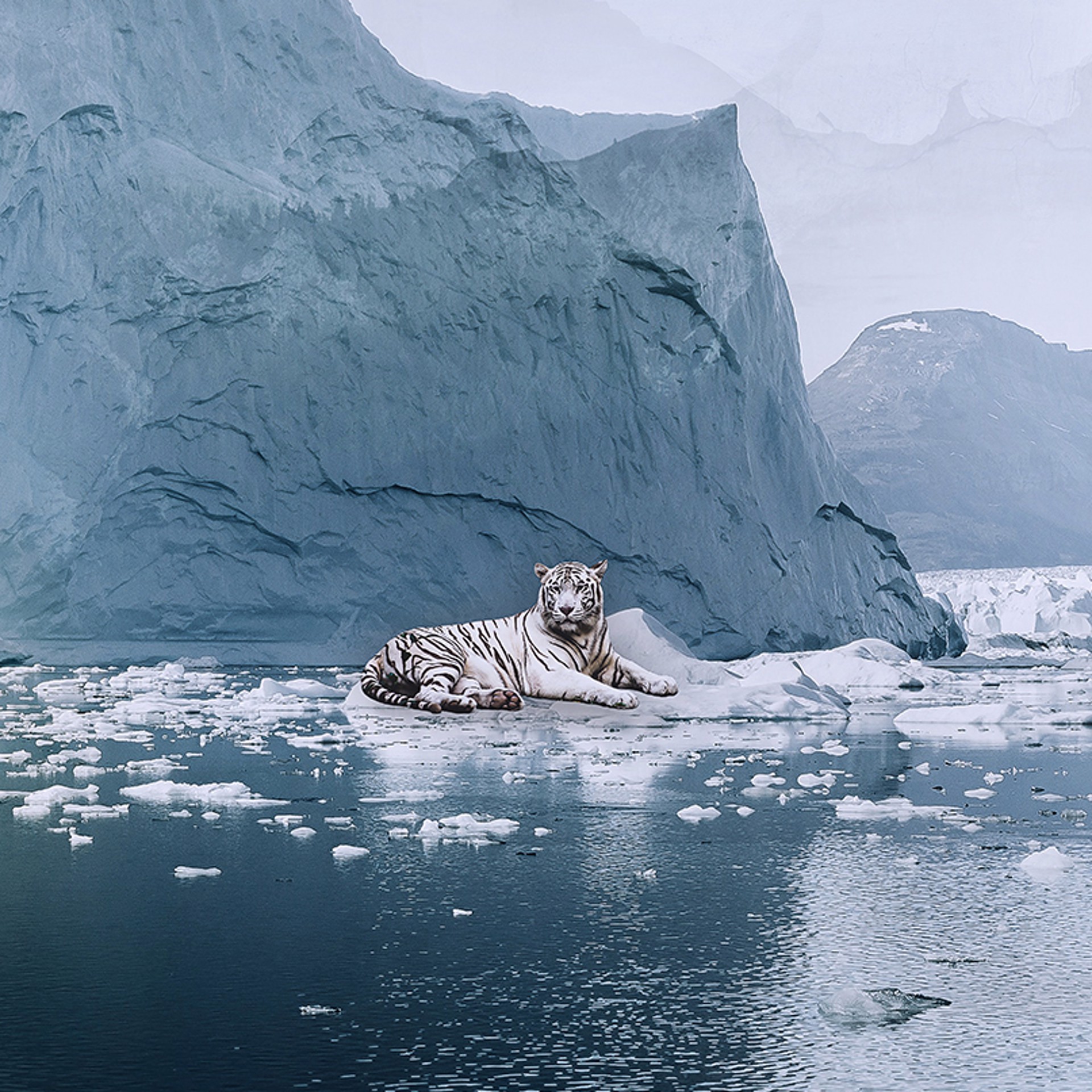 Arctic Diaries by Marcin Owczarek