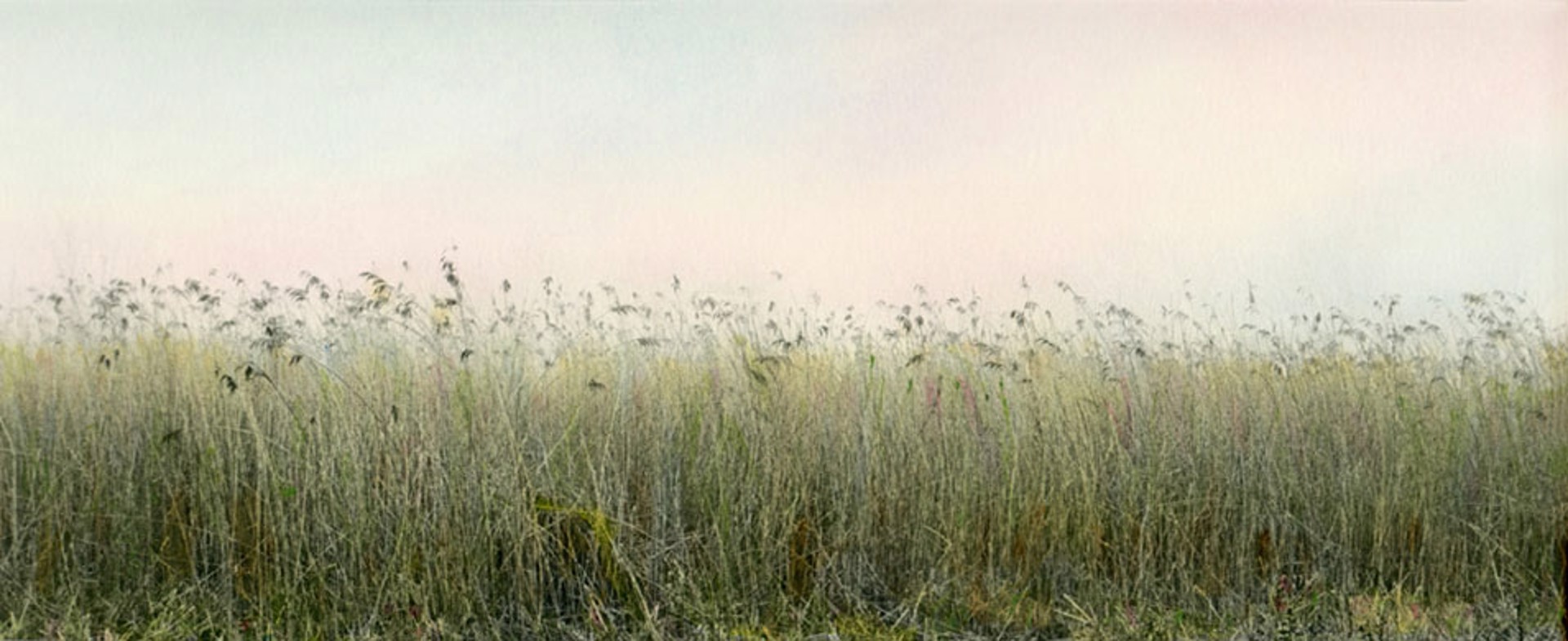Hilltop Grass by Donna Lee Rollins