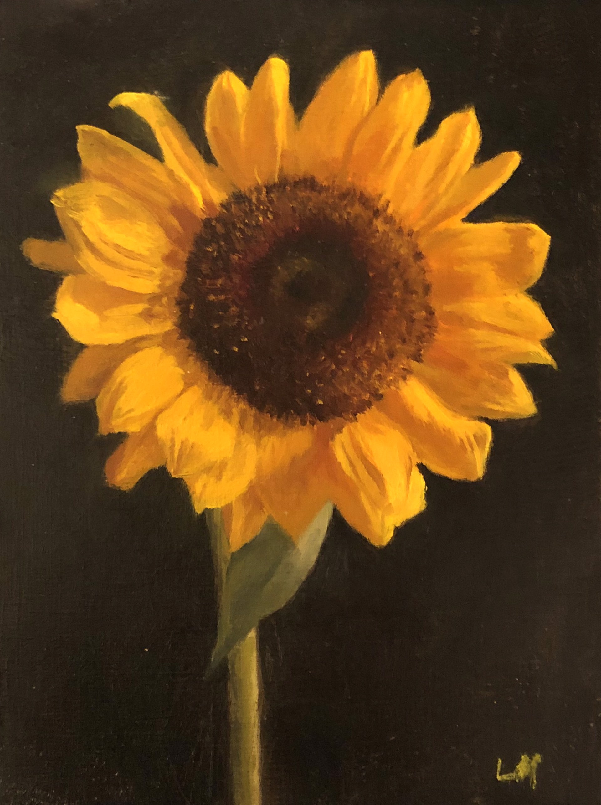 Sunflower by Laura Murphey