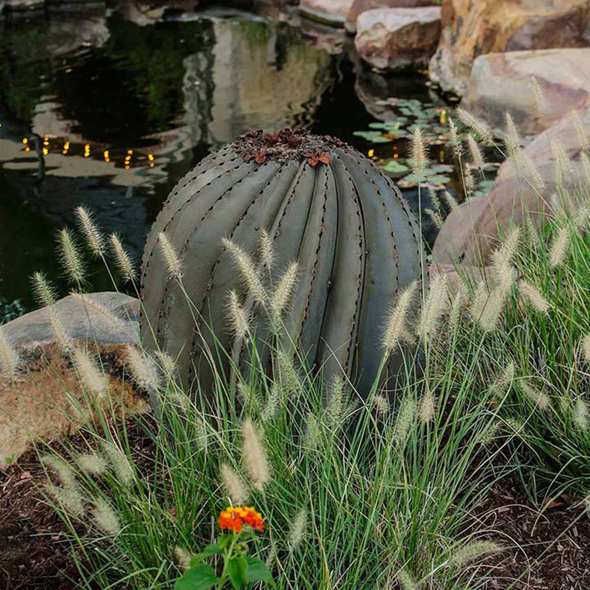 Fishhook Barrel Cactus by Desert Steel