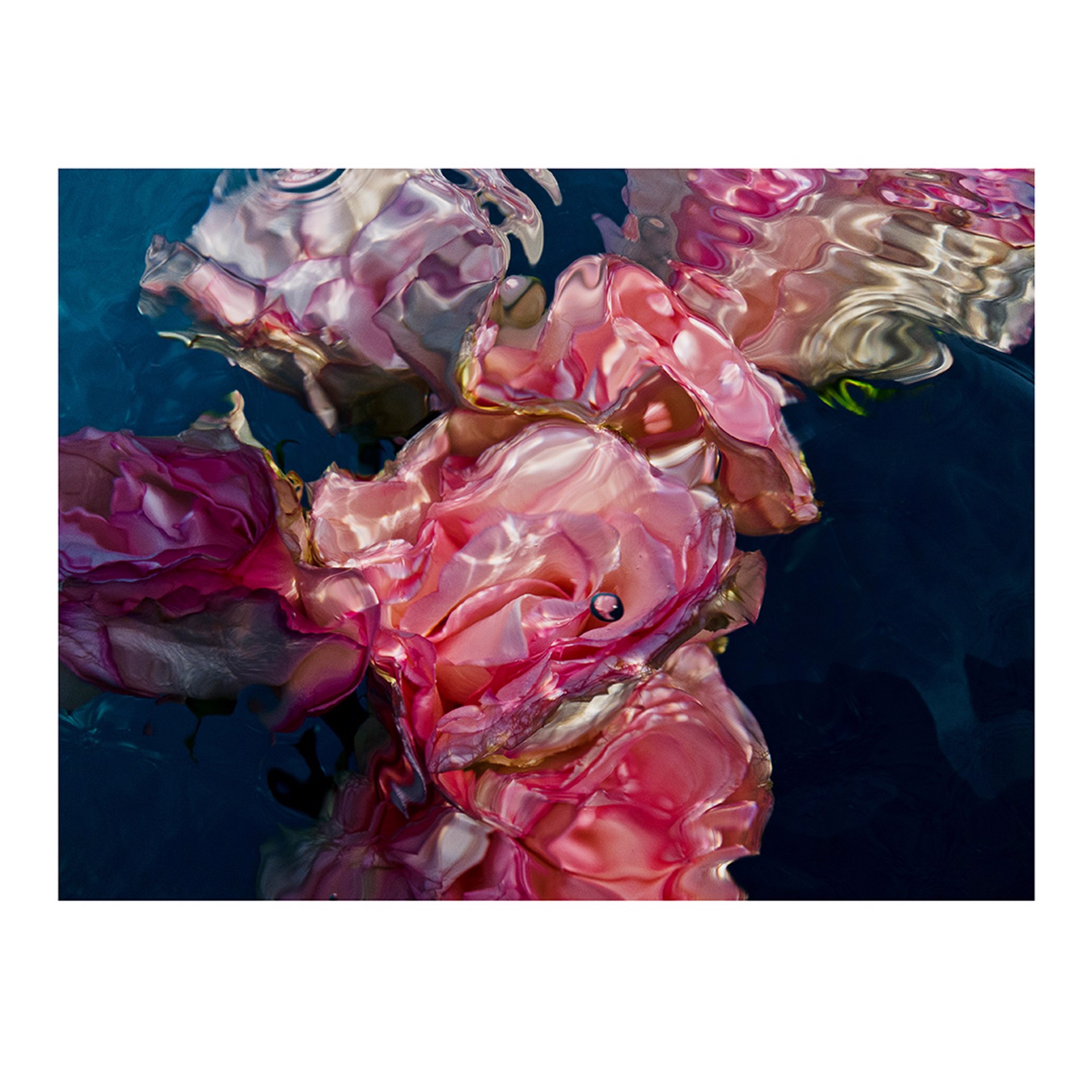 In Bloom I Gilles Bensimon | Space Gallery St Barth