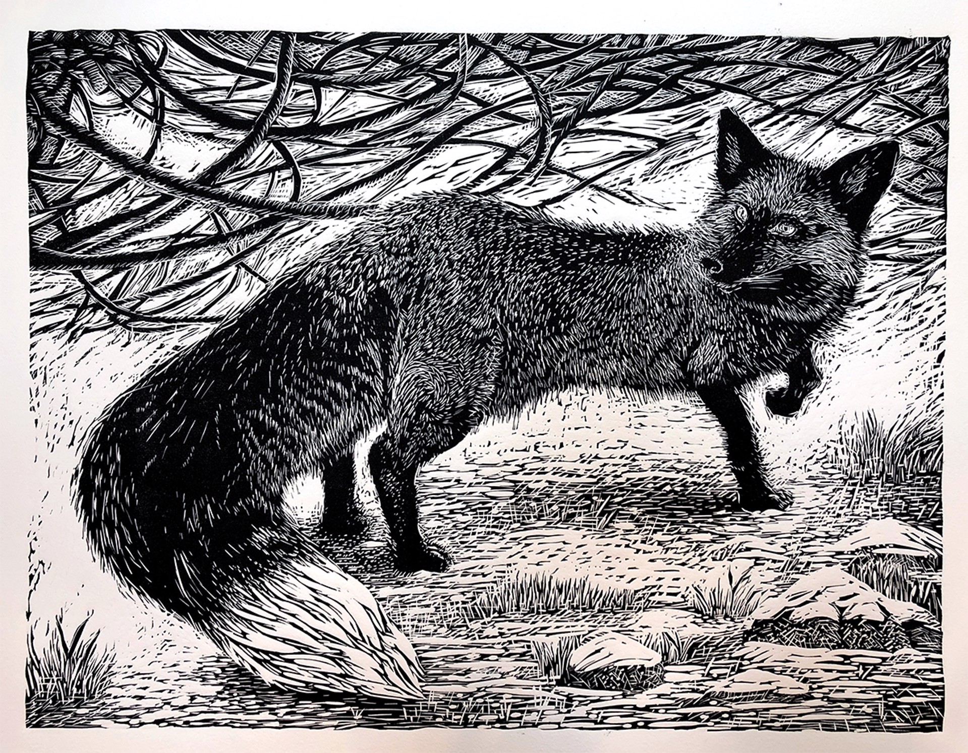 Silver Fox by Marit Berg