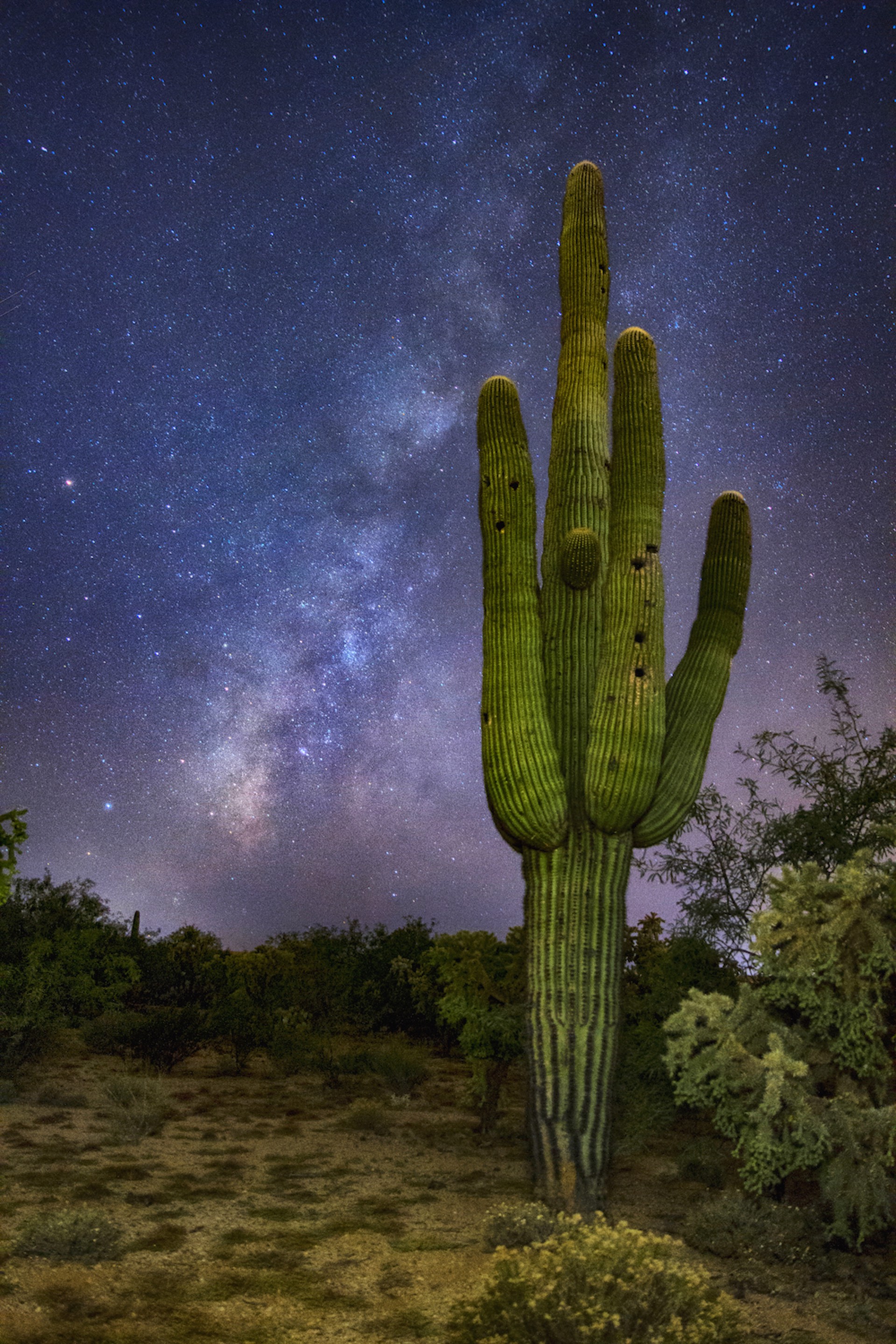 Saguaro Night by Sabrina Caswell
