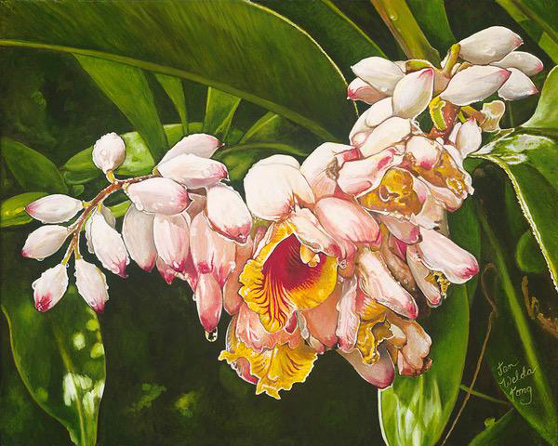Shell Ginger Blossoms in the Rain by Jan Welda Tong