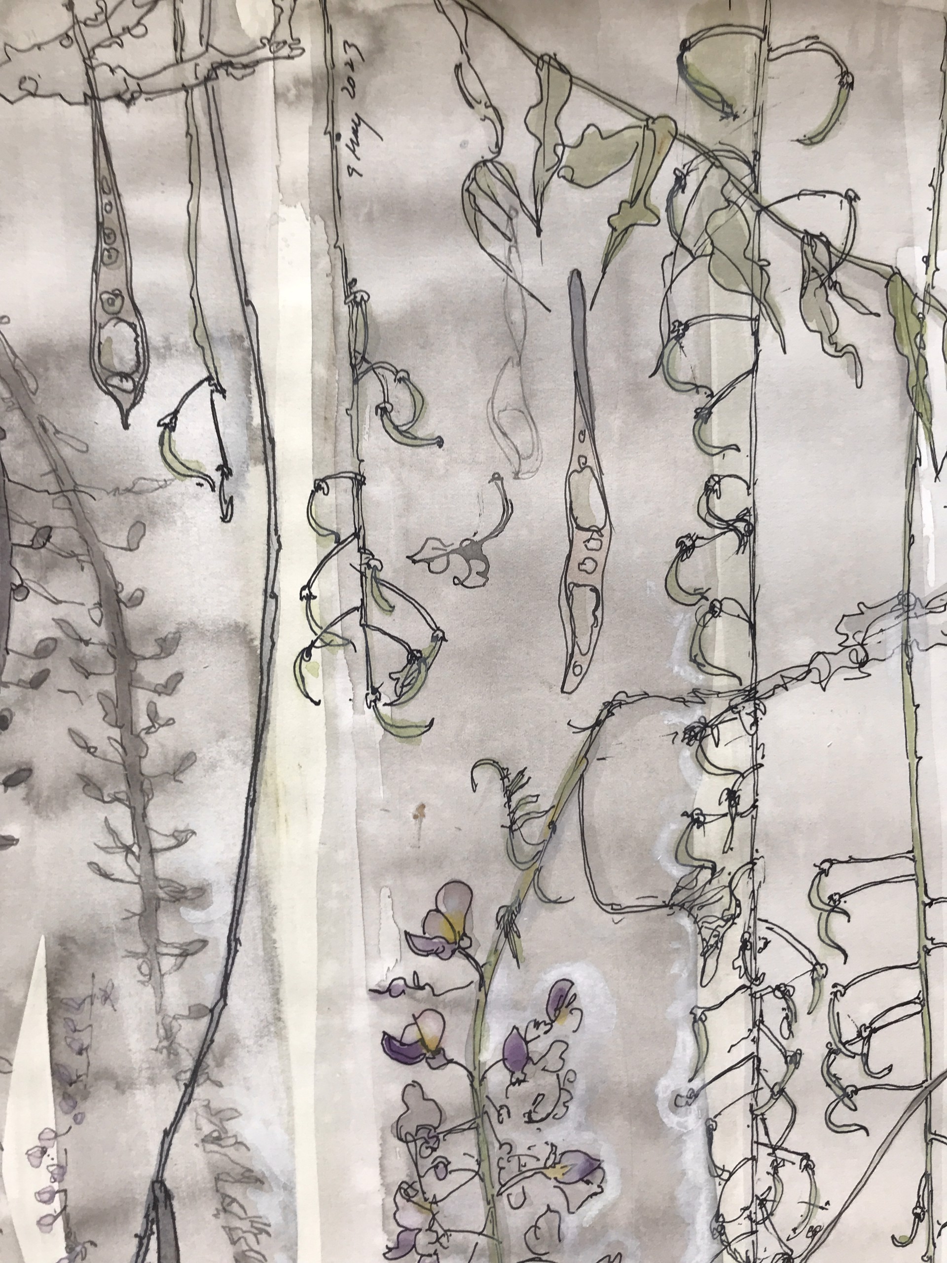 My Wisteria, Venice, 2023: Racemes in different stages of budding, flowering, seed formation, last year’s seedpods, branches, and shadows.  (W. japonica floribunda macrobotrys) by Amy Worthen