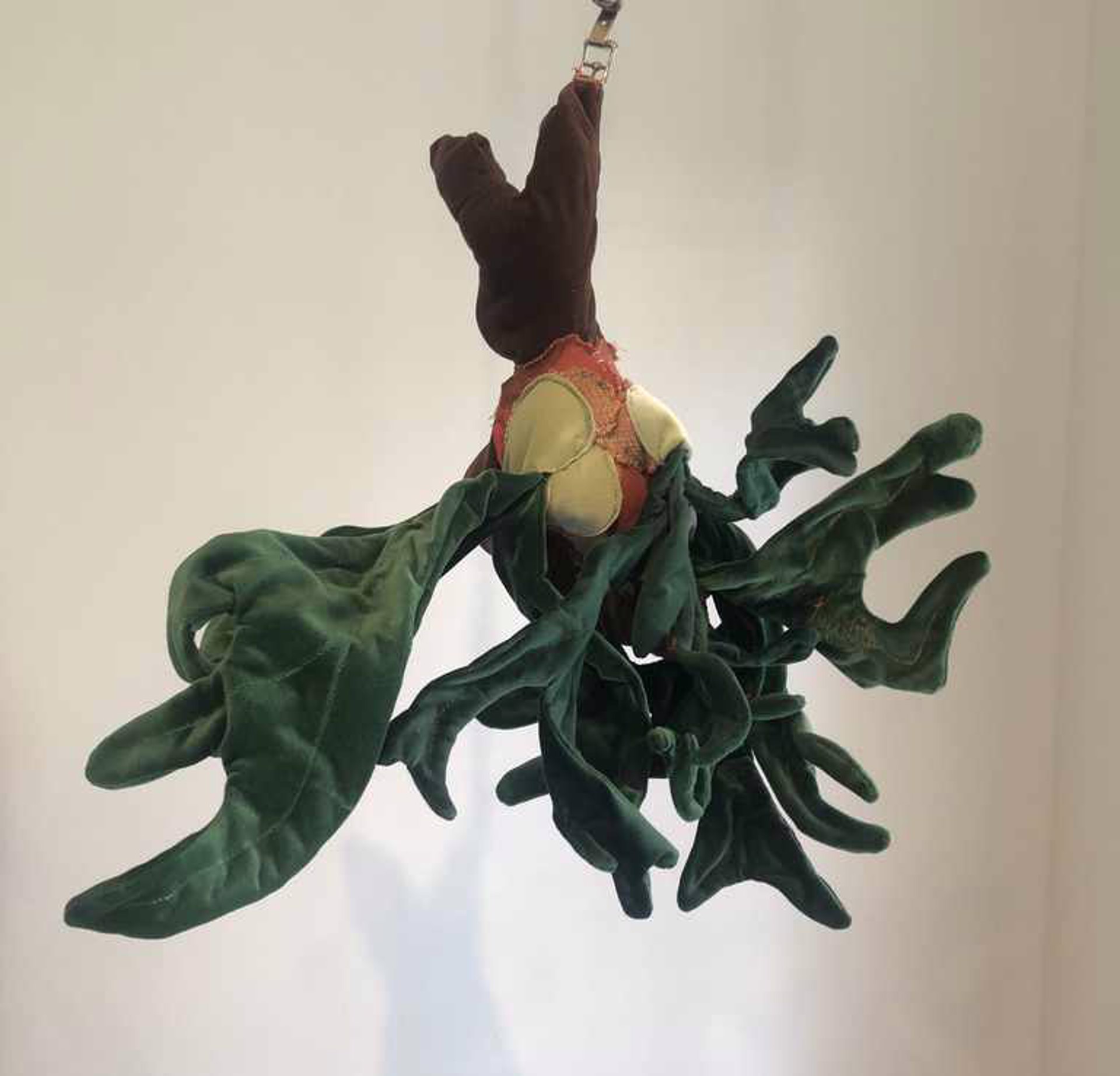 Staghorn Fern by Jacob Reptile