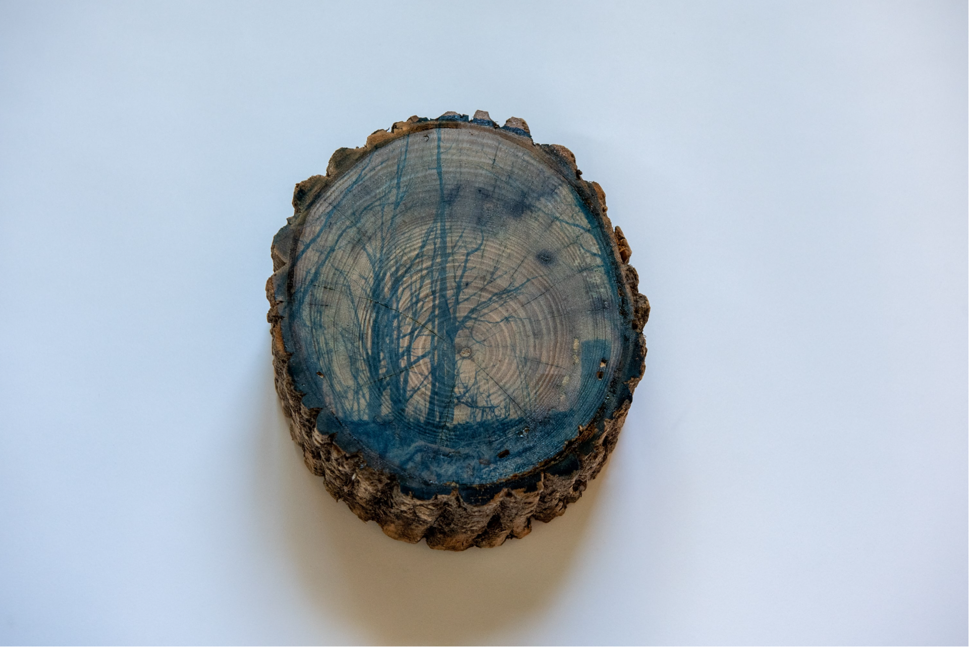 Baring Ash Wood Section 4 _3 Inch-0001 by Laurie Beck Peterson