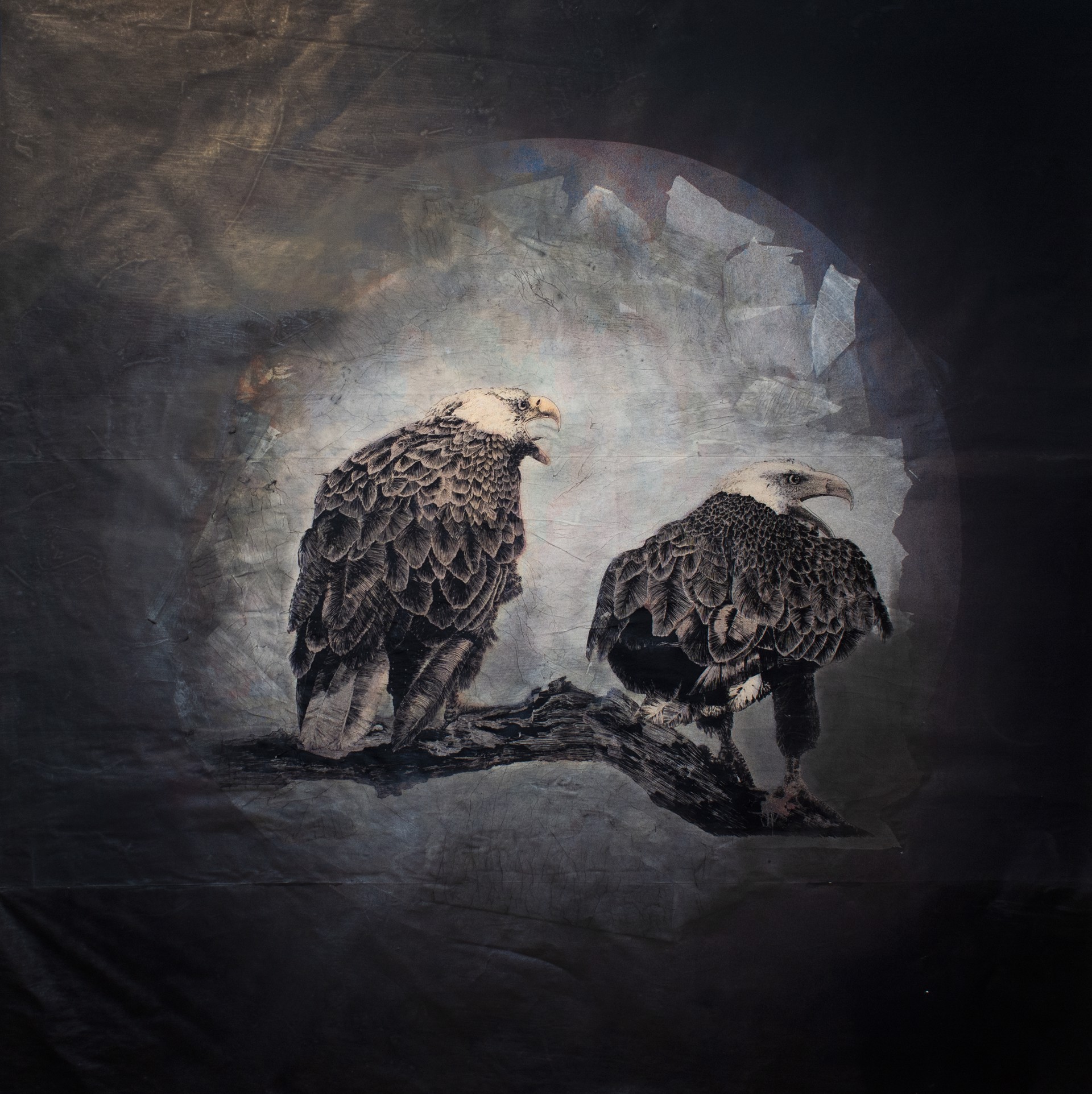 Chauvin Bald Eagles by Pippin Frisbie-Calder