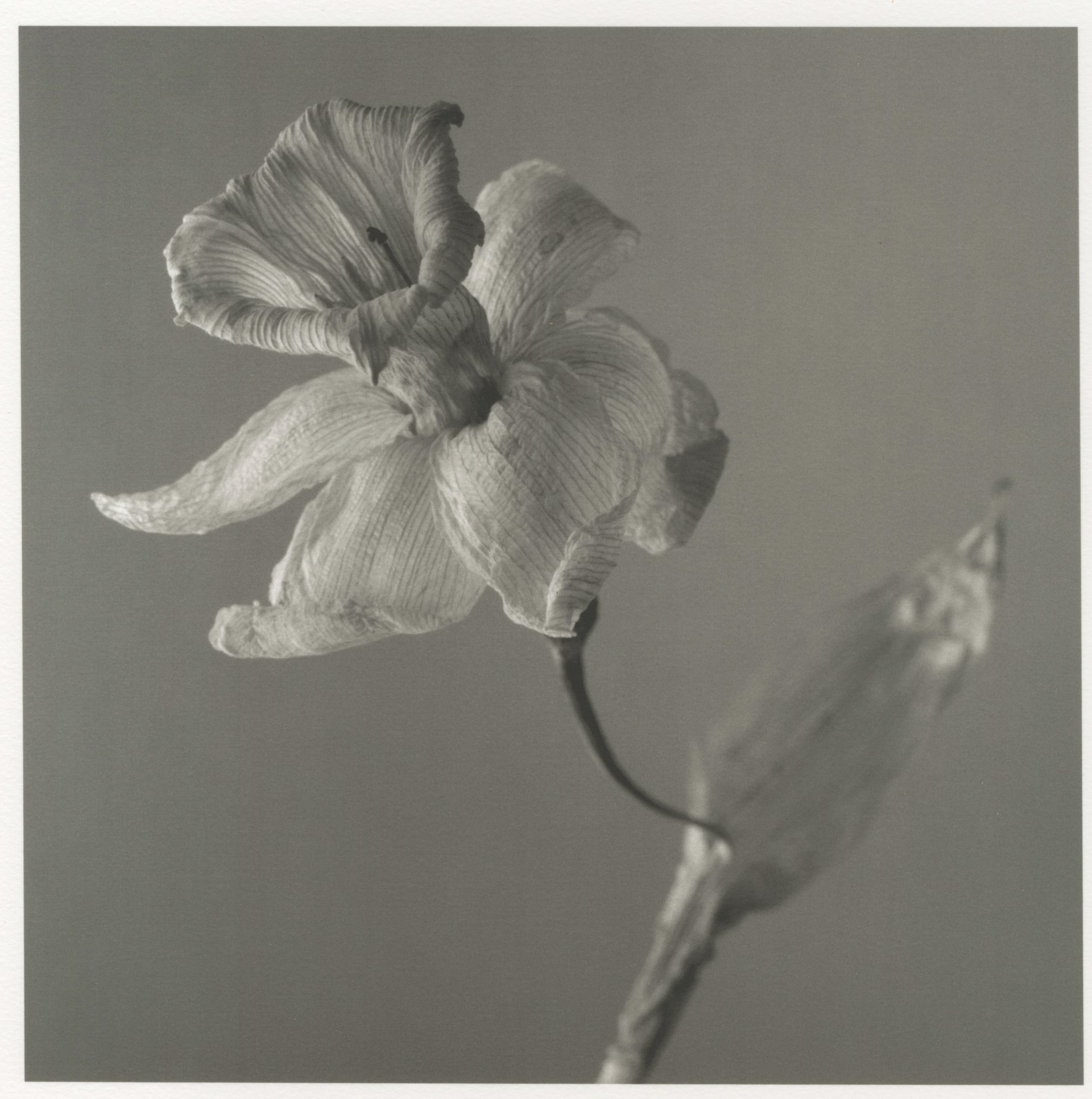 Dead Flower I by Richard Snodgrass