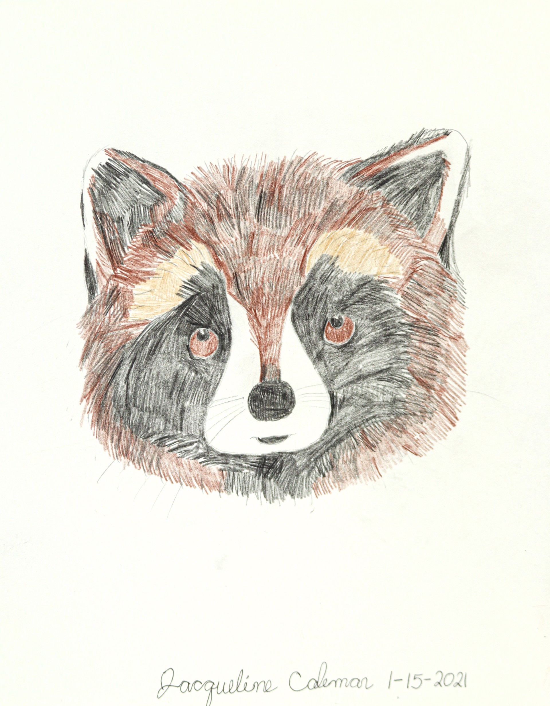 Raccoon by Jacqueline Coleman