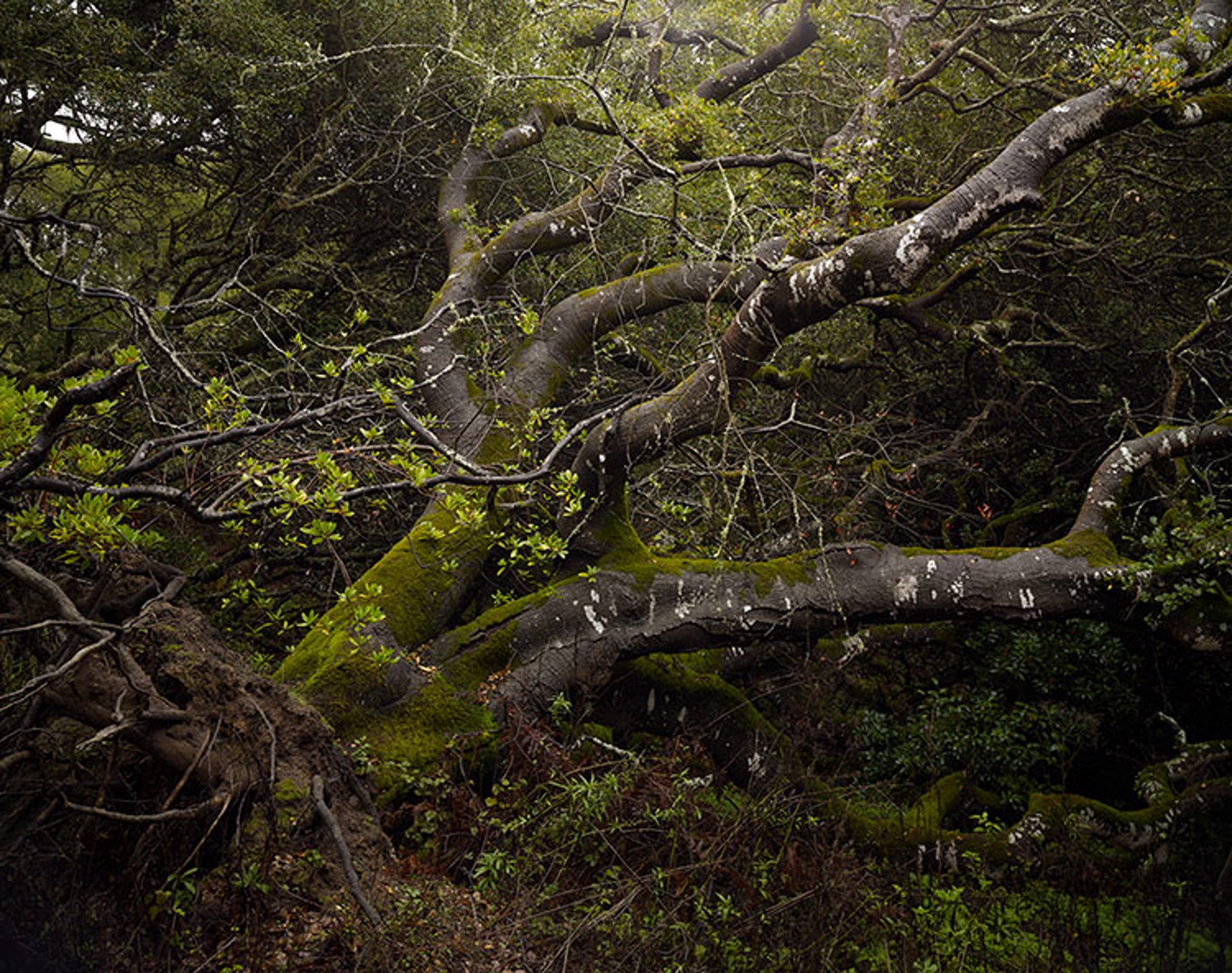Fallen Oak by Markham Johnson