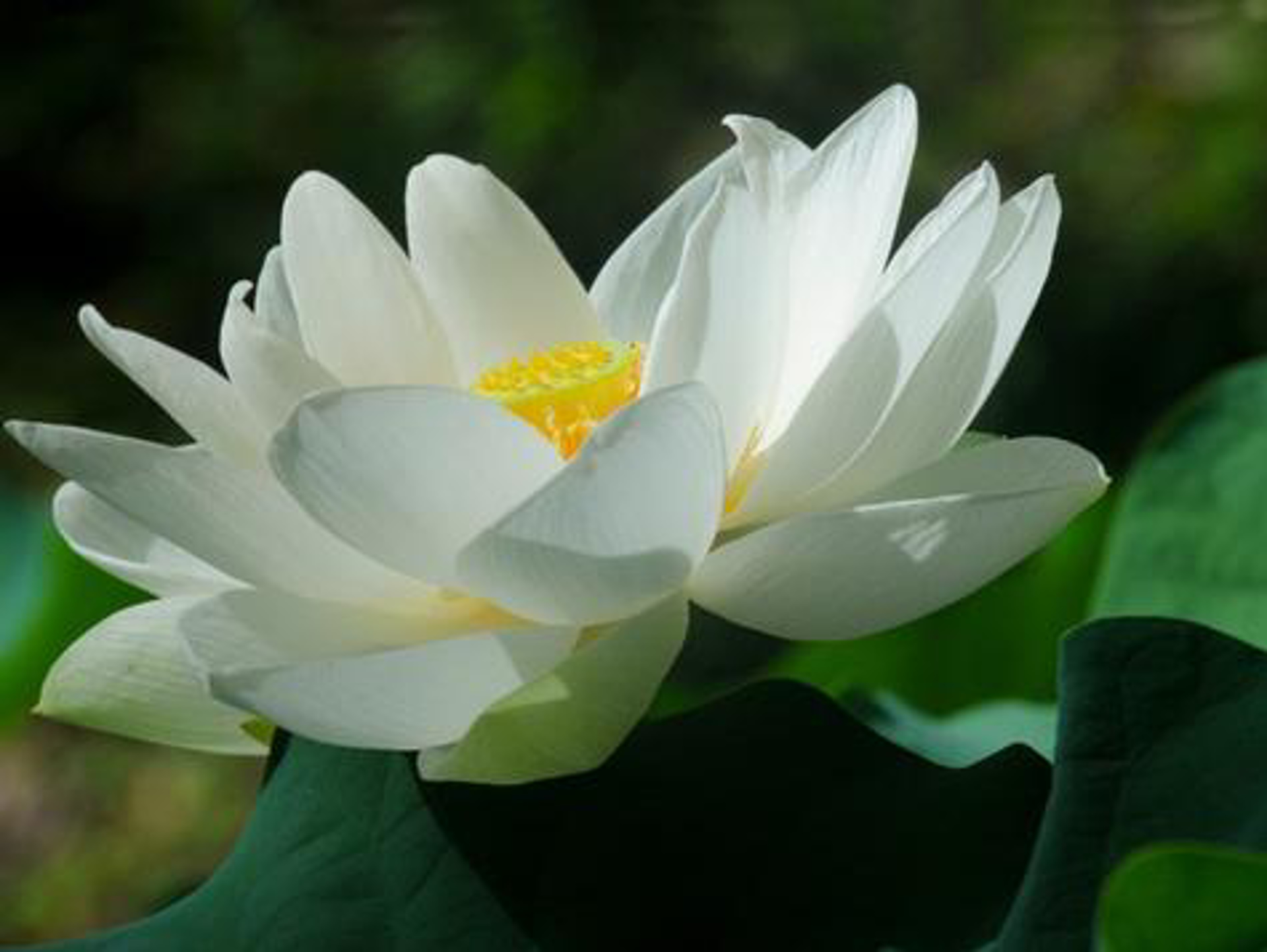 Water Lily by Penny Hoey