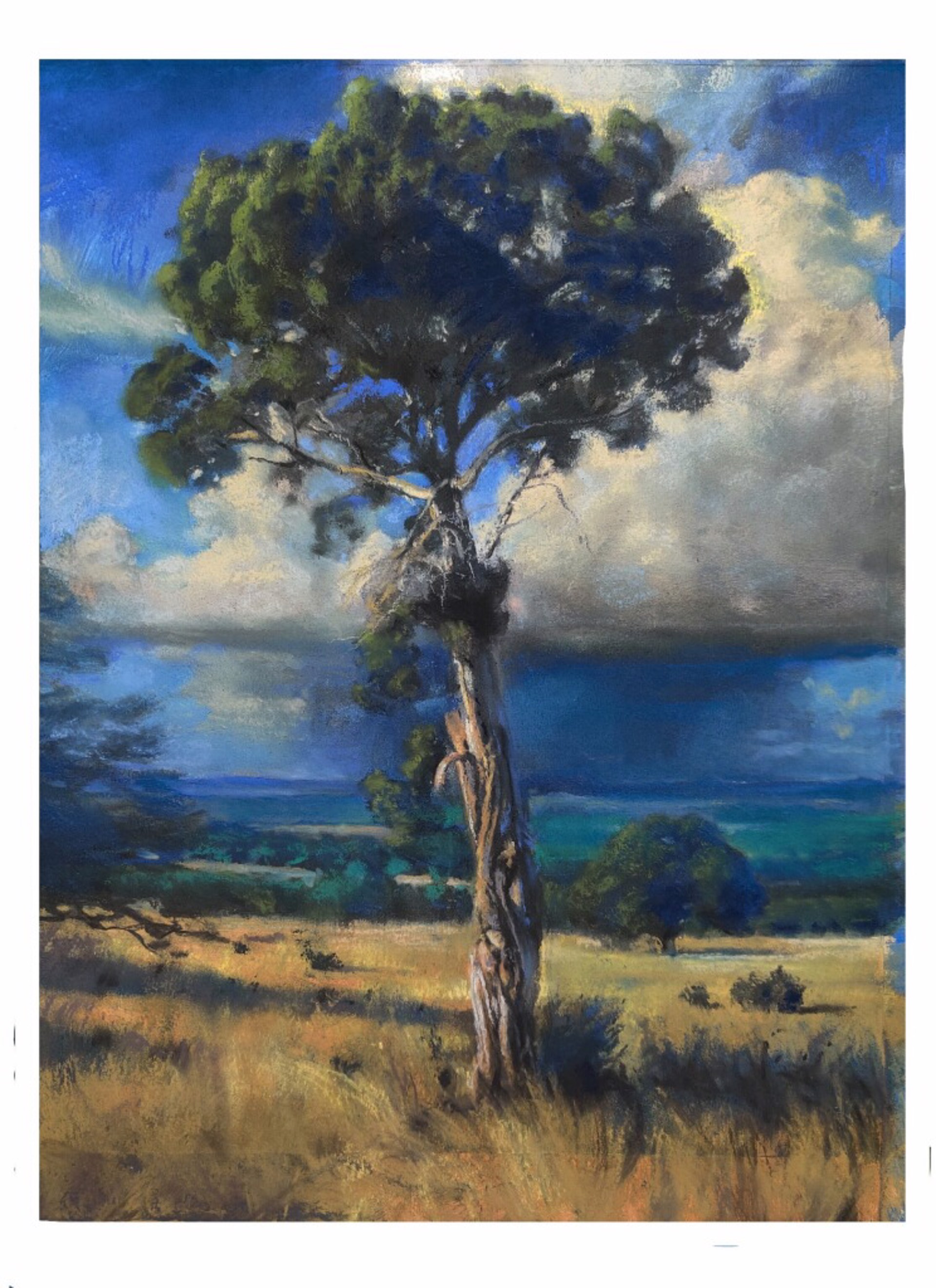 Storm, Tree, Prairie Creek by Bob Stuth-Wade