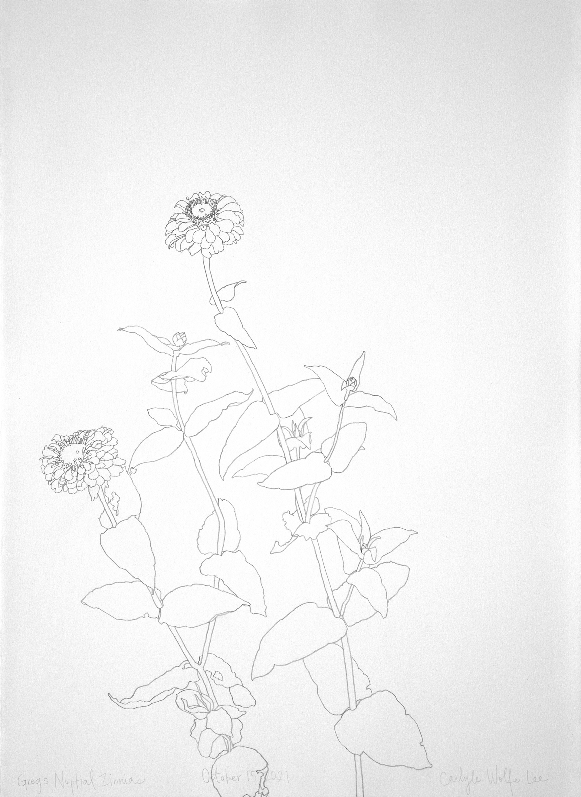 Nuptial Zinnias 10-15-2021 by Carlyle Wolfe Lee