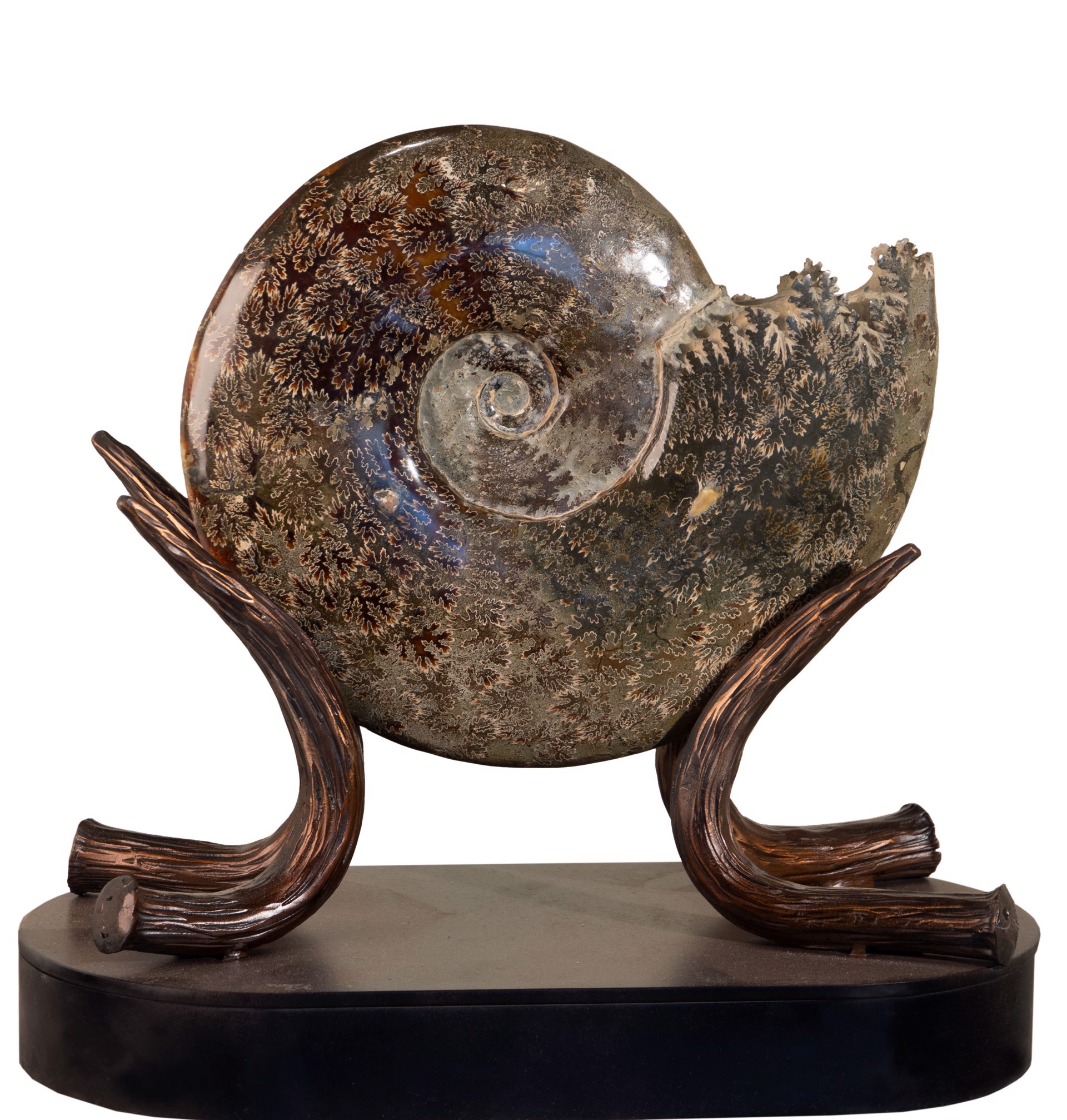 Ammonite by Jim Vilona