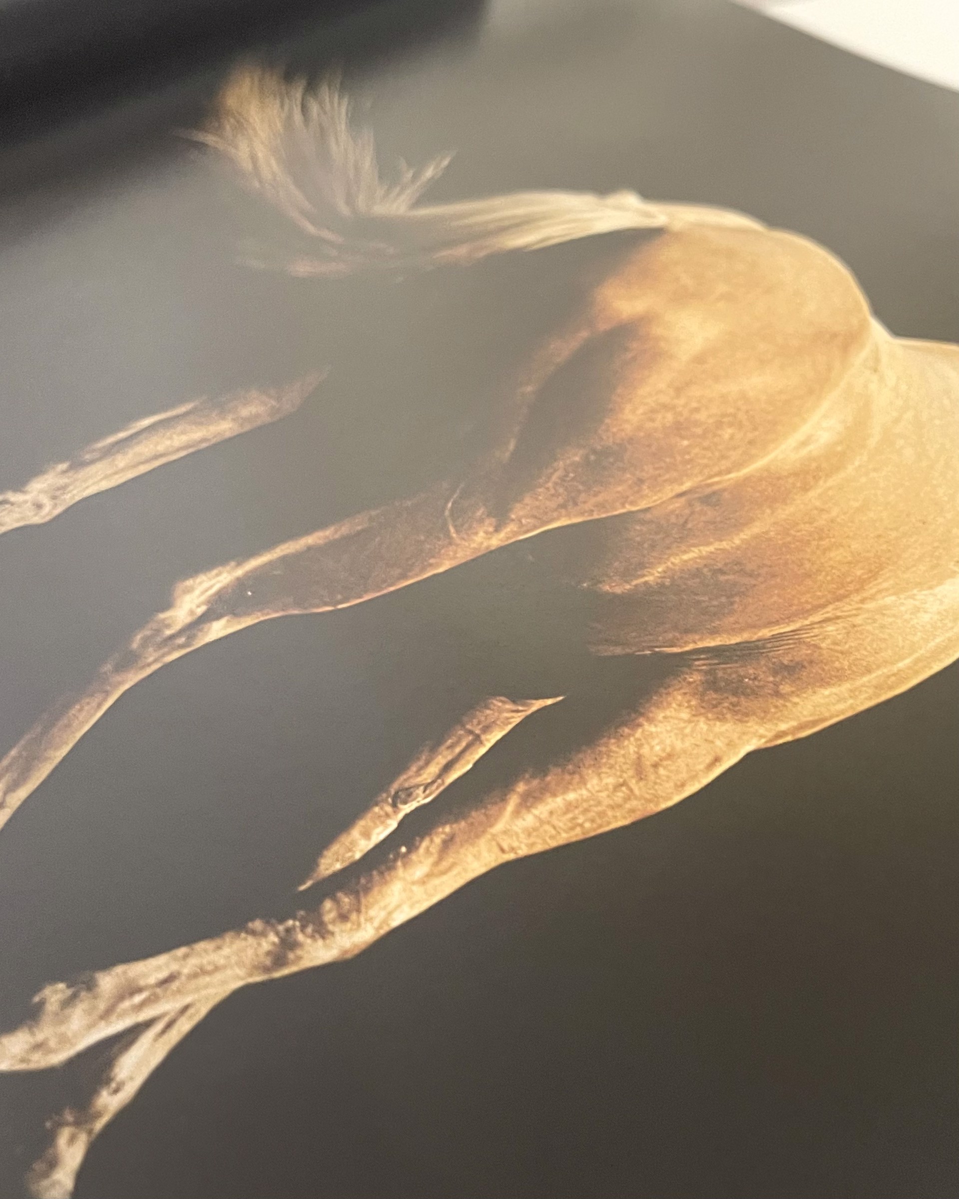Horse Whisperings by Bob Tabor