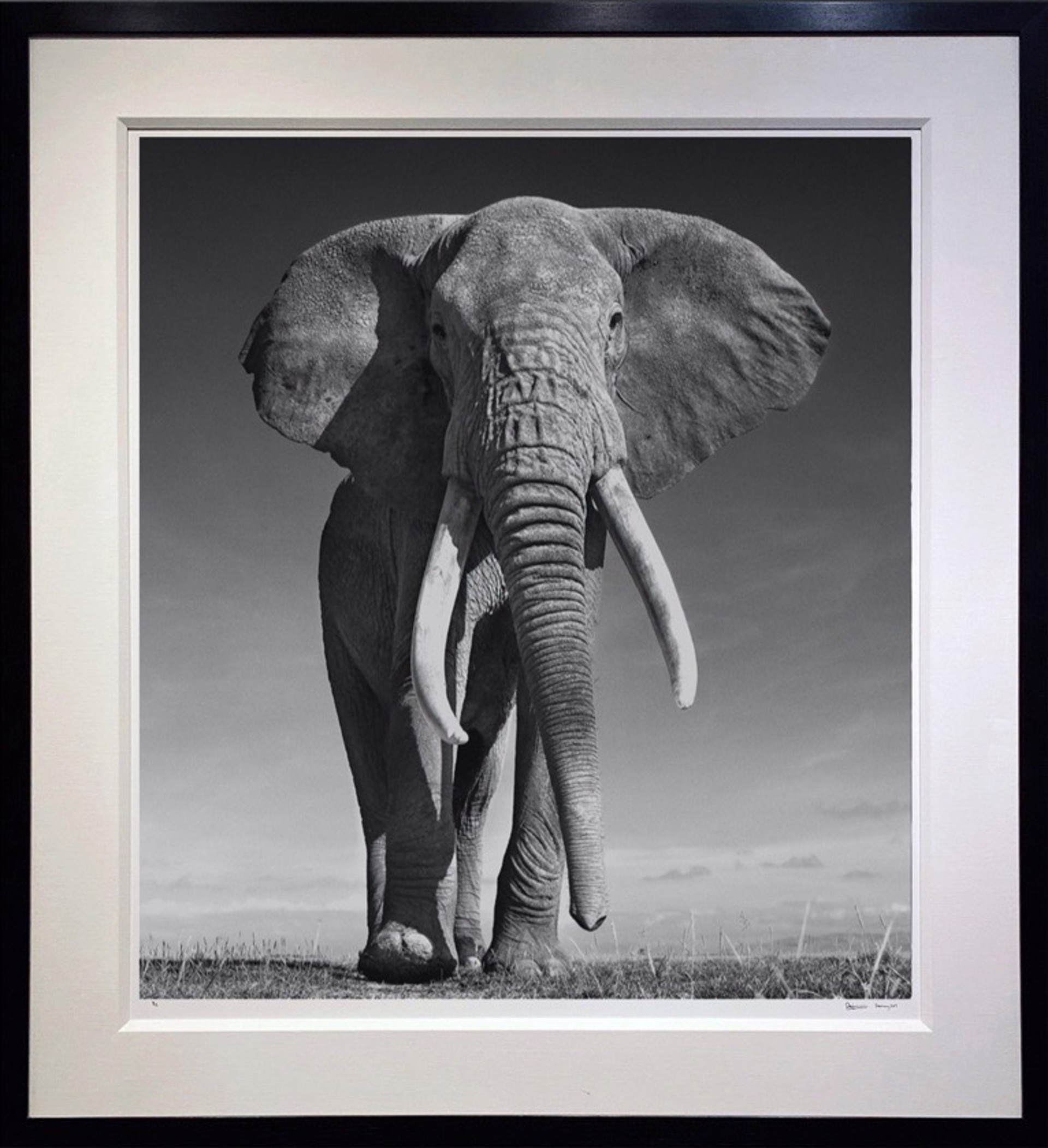 The Don by David Yarrow