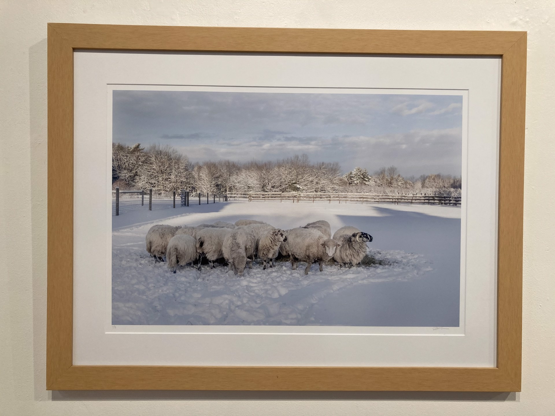 Winter Sheep by Nina Fuller