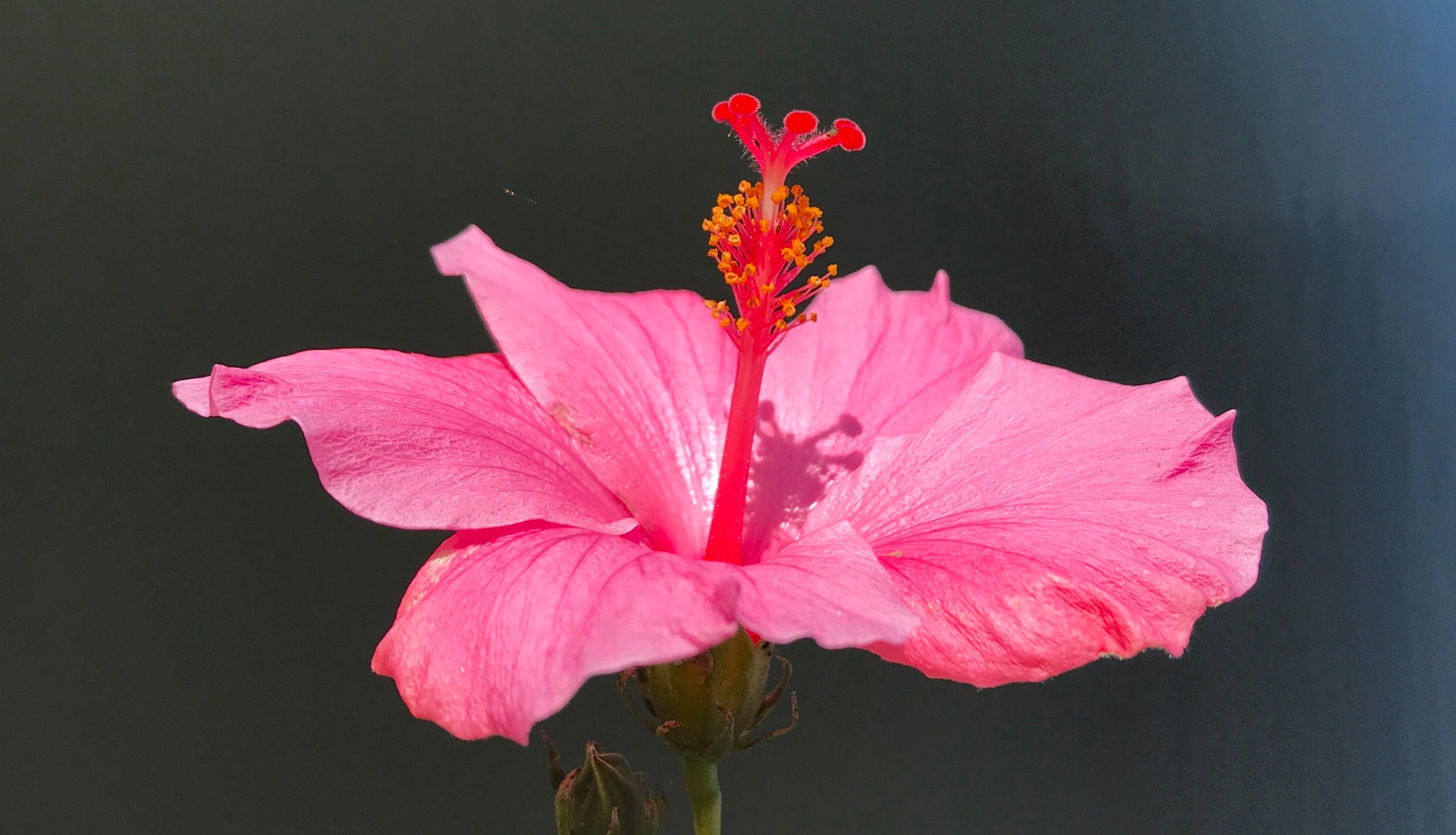 Lakeside Hibiscus Rosa-Sinensis by Amy Kaslow