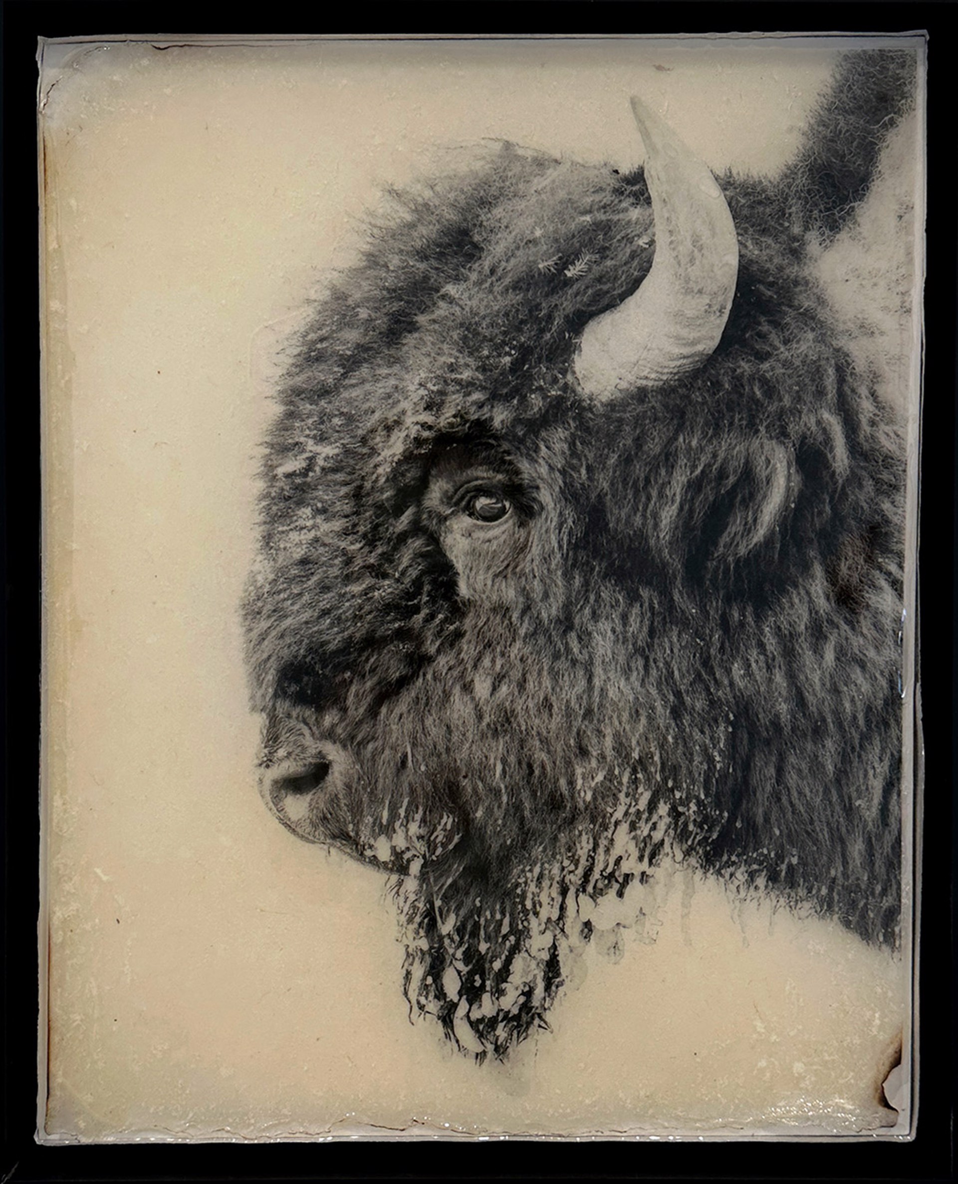 Black And White Photograph Of A Buffalo On Handmade Paper With Resin