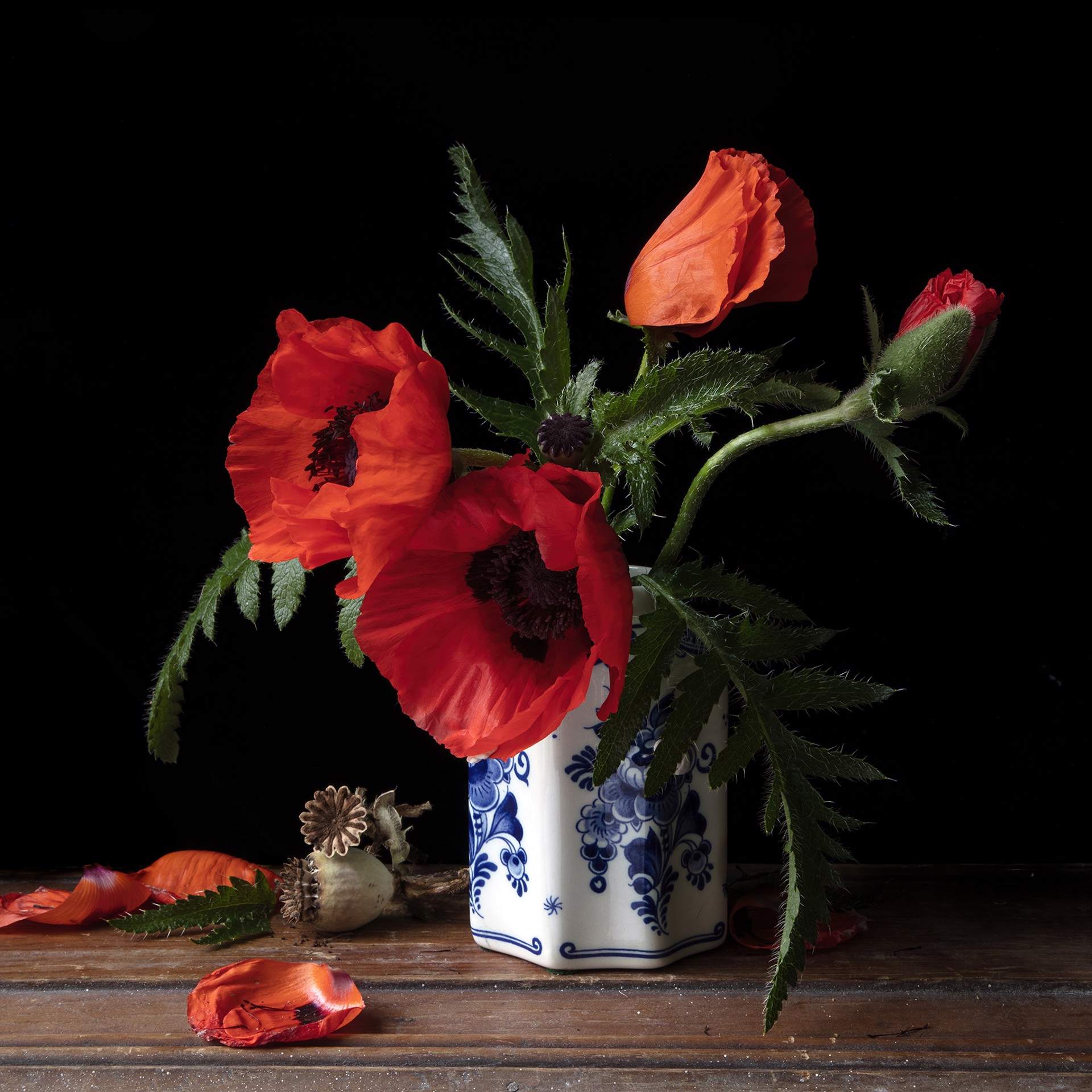 Vanitas with Poppies, 0759 by Molly Wood