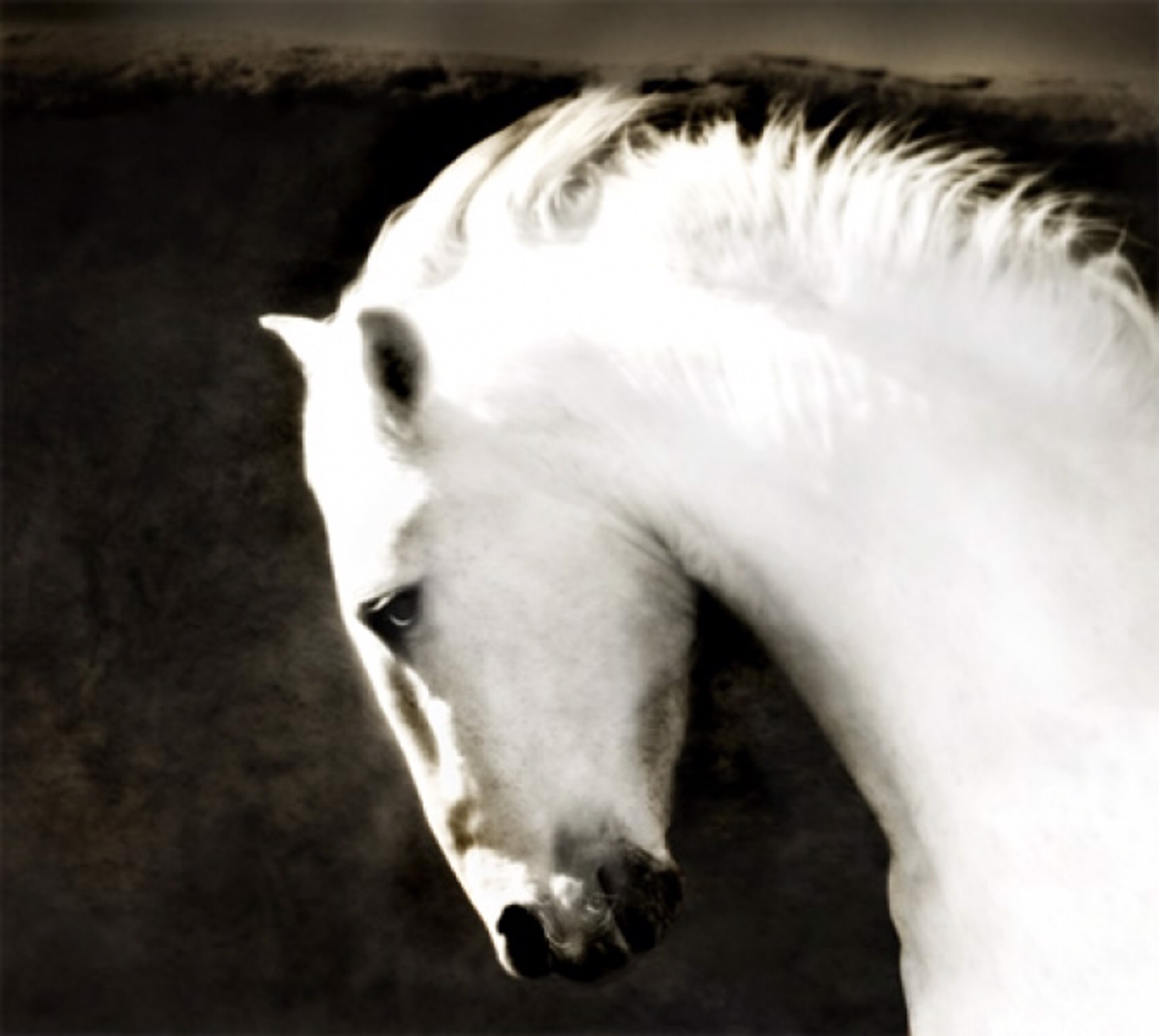 Ghost Horse - Framed 38.5"x 36.5" by Gregg Albracht