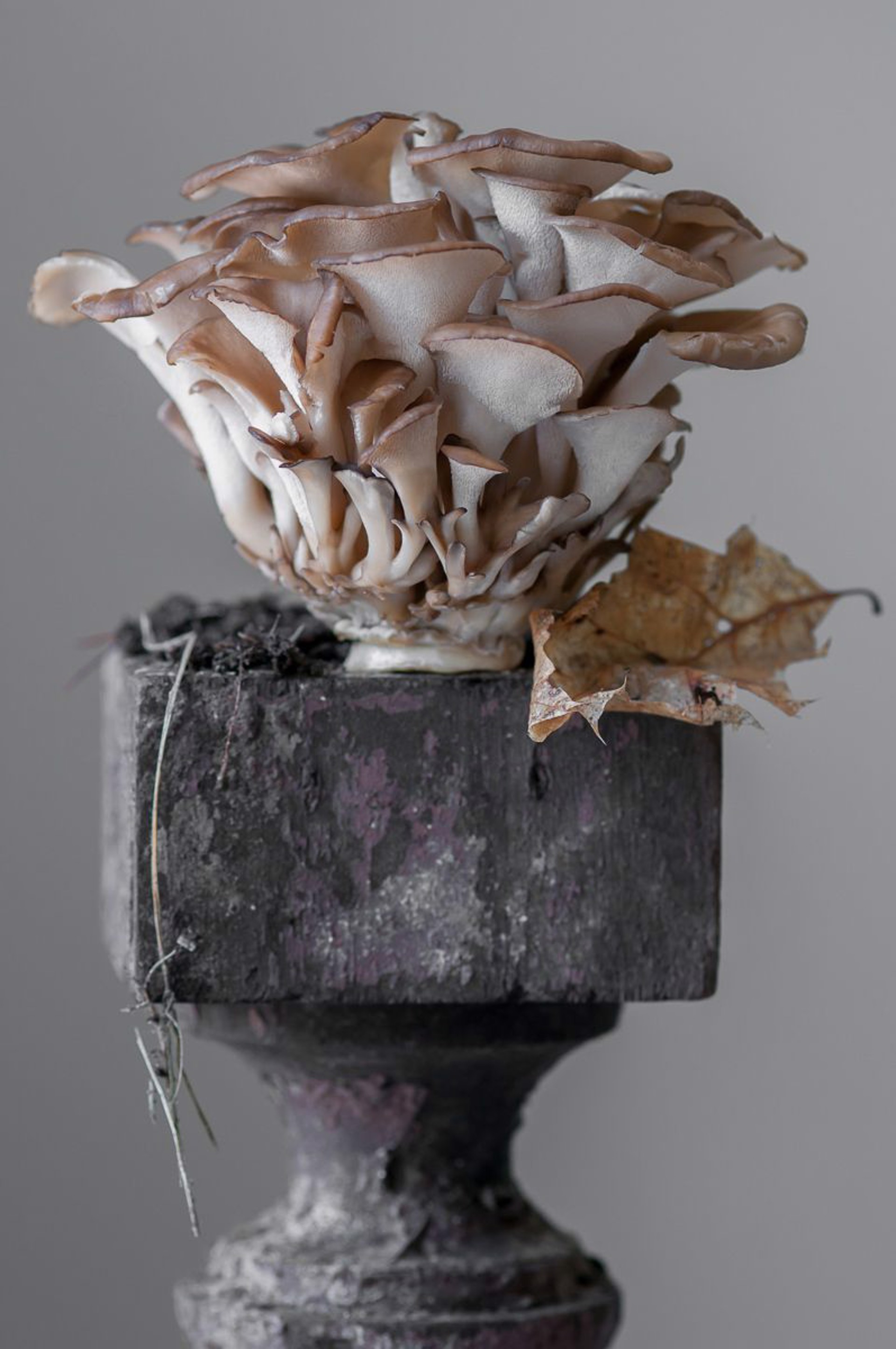 Hen of the Woods Mushroom by Lynn Karlin
