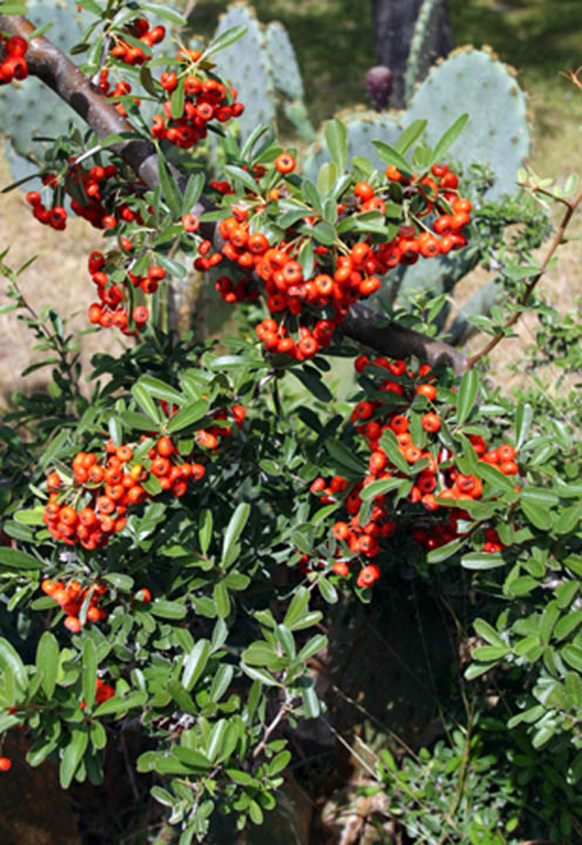 Pyracantha & Cactus Bloom by Rob Pitzer