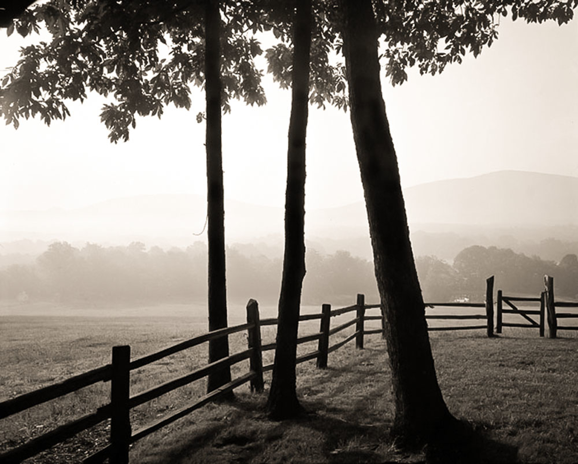 Tree and Early Morning Fog  Saulto Paul (1/21) by Frank Hunter