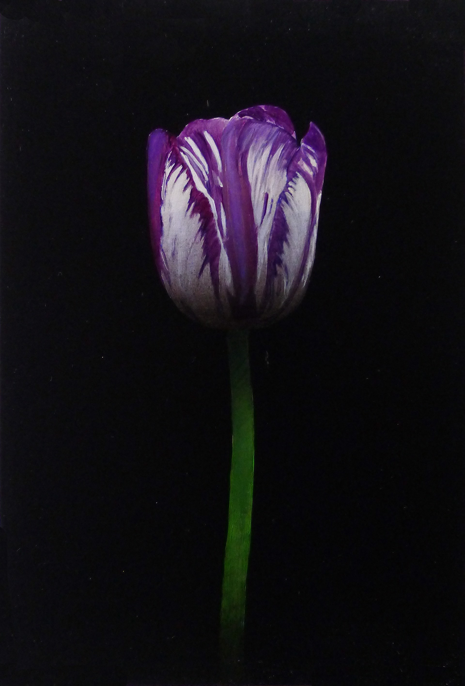 Purple and White Tulip by Michael Gregory