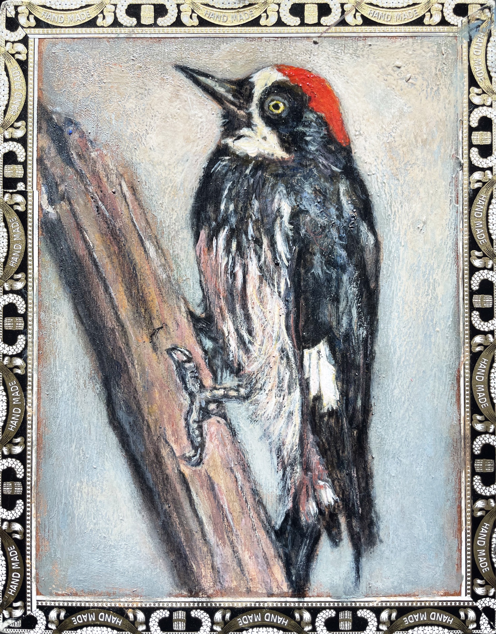 Acorn Woodpecker / A. Fuente by Ed Musante