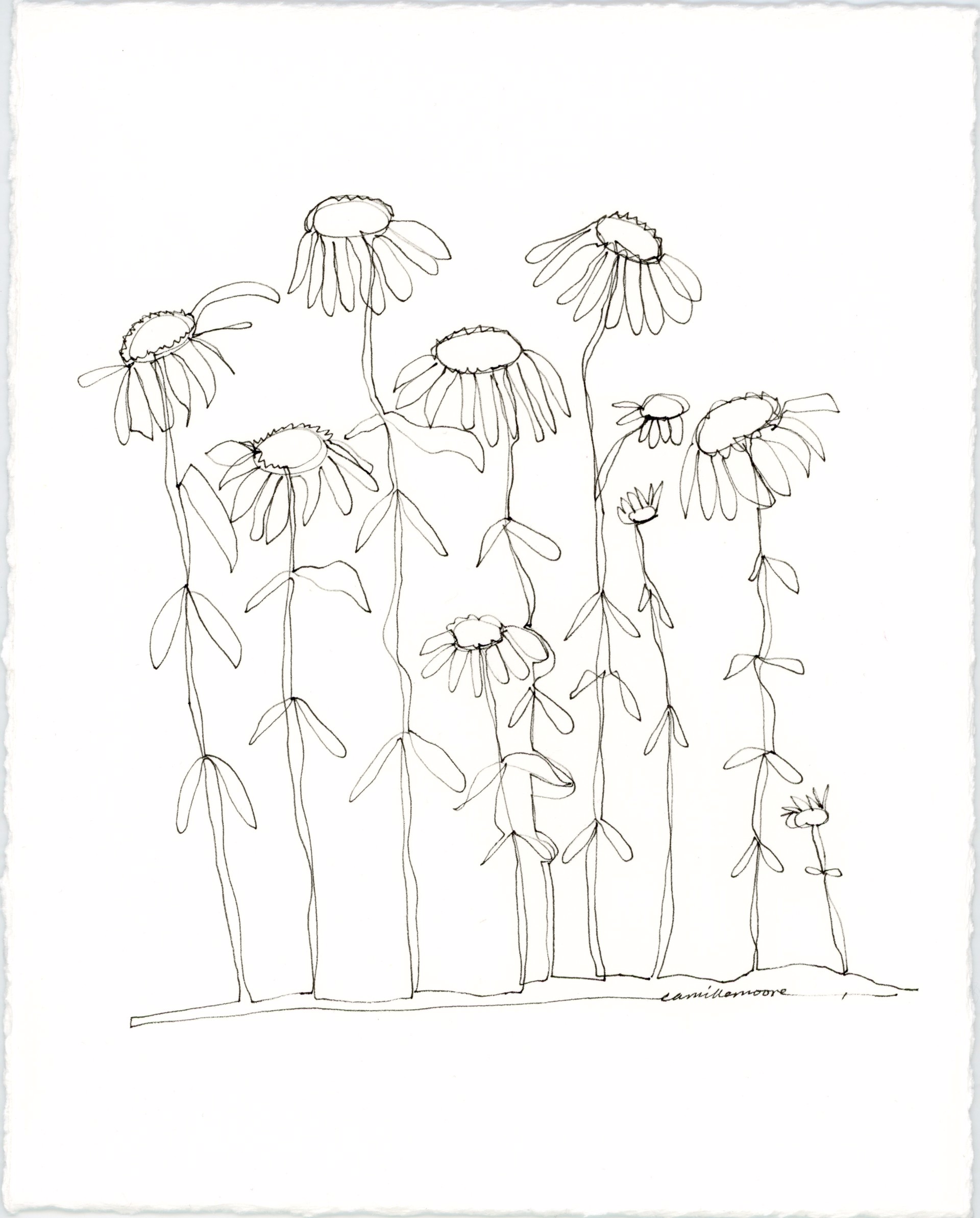 Coneflower by Camille Moore