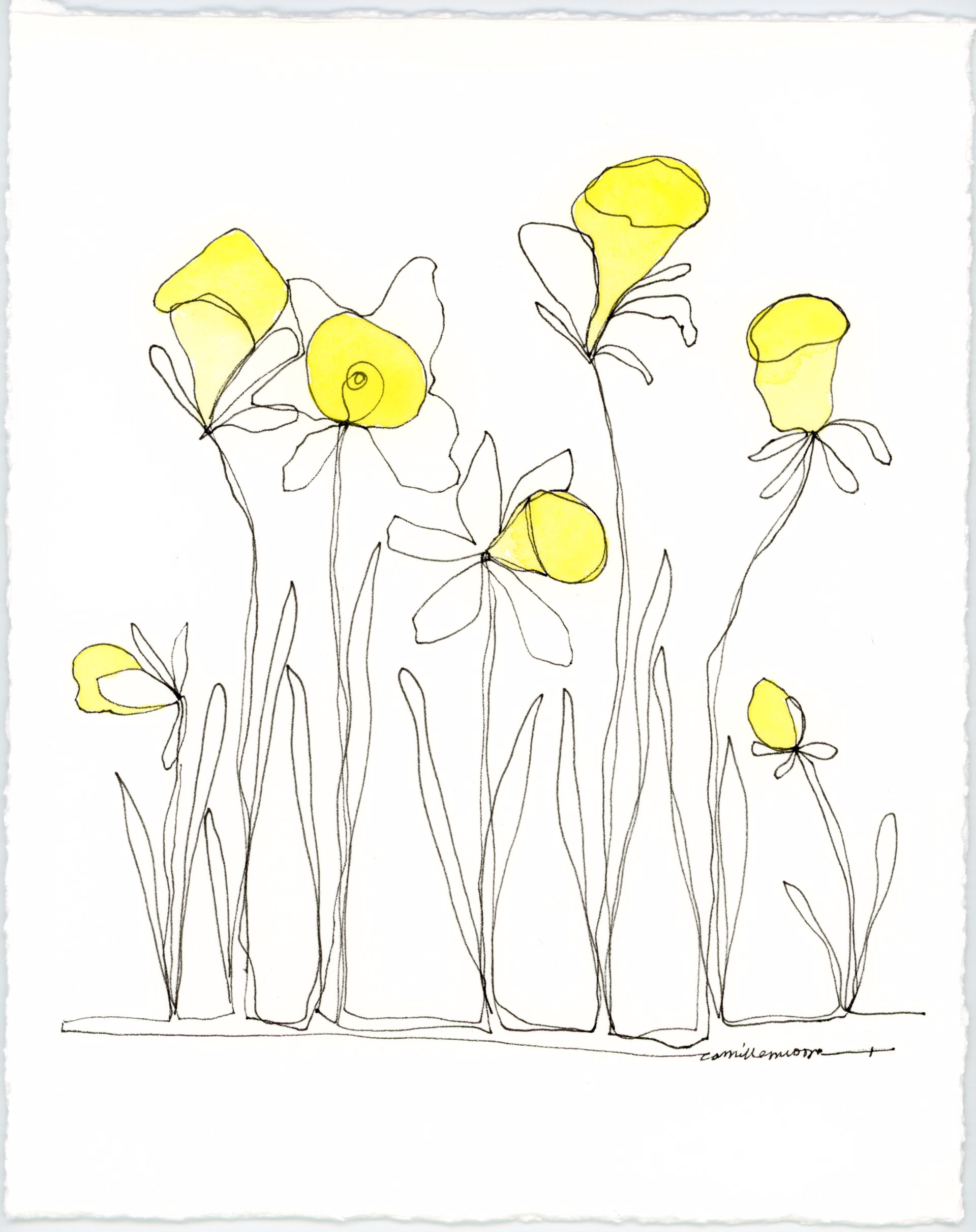 Daffodils by Camille Moore
