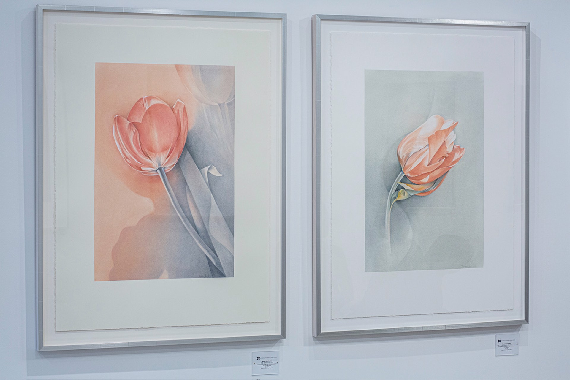Tulip: Summer Evening by Susan Manchester