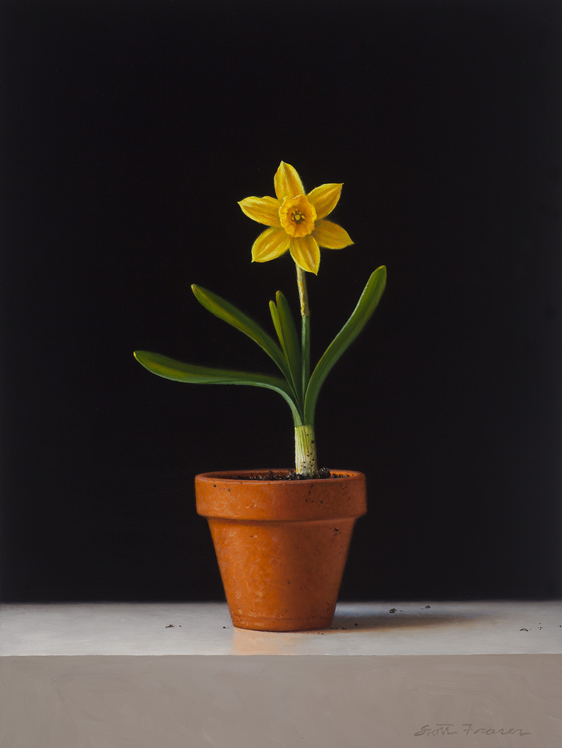 Spring Daffodil by Scott Fraser