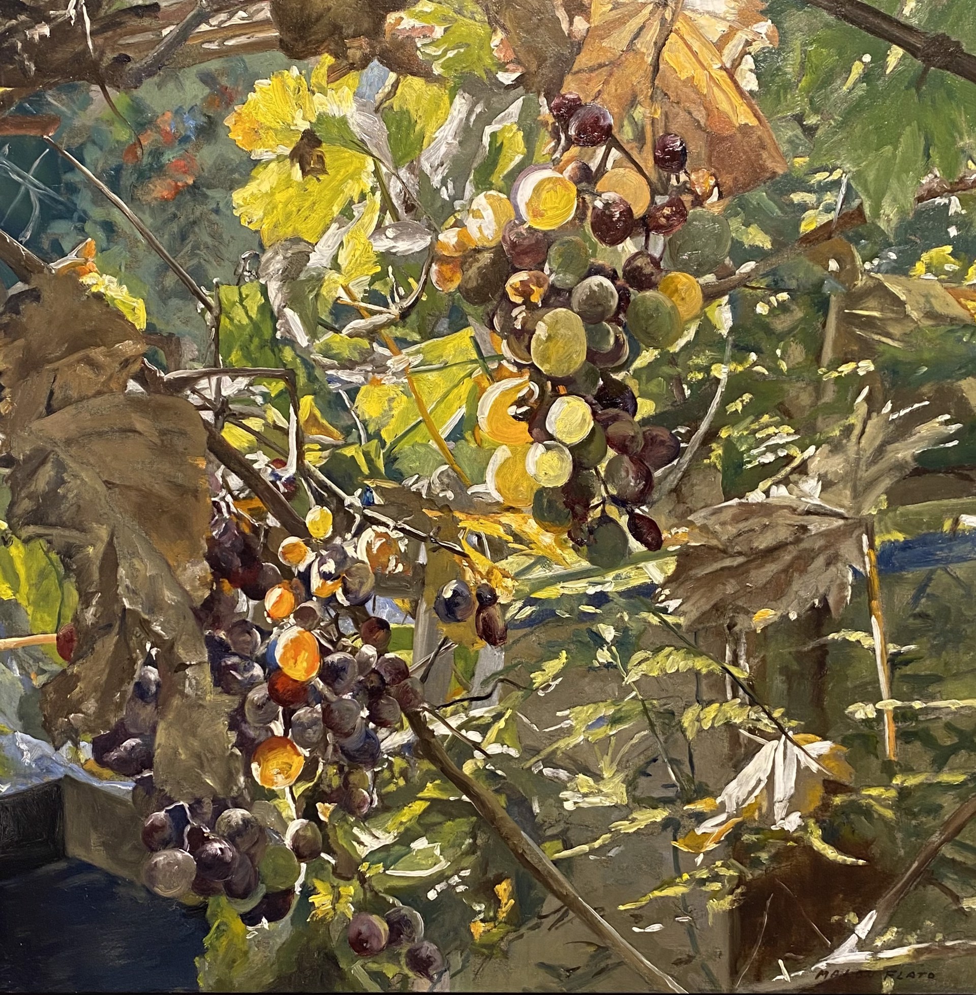 Grapes by Malou Flato