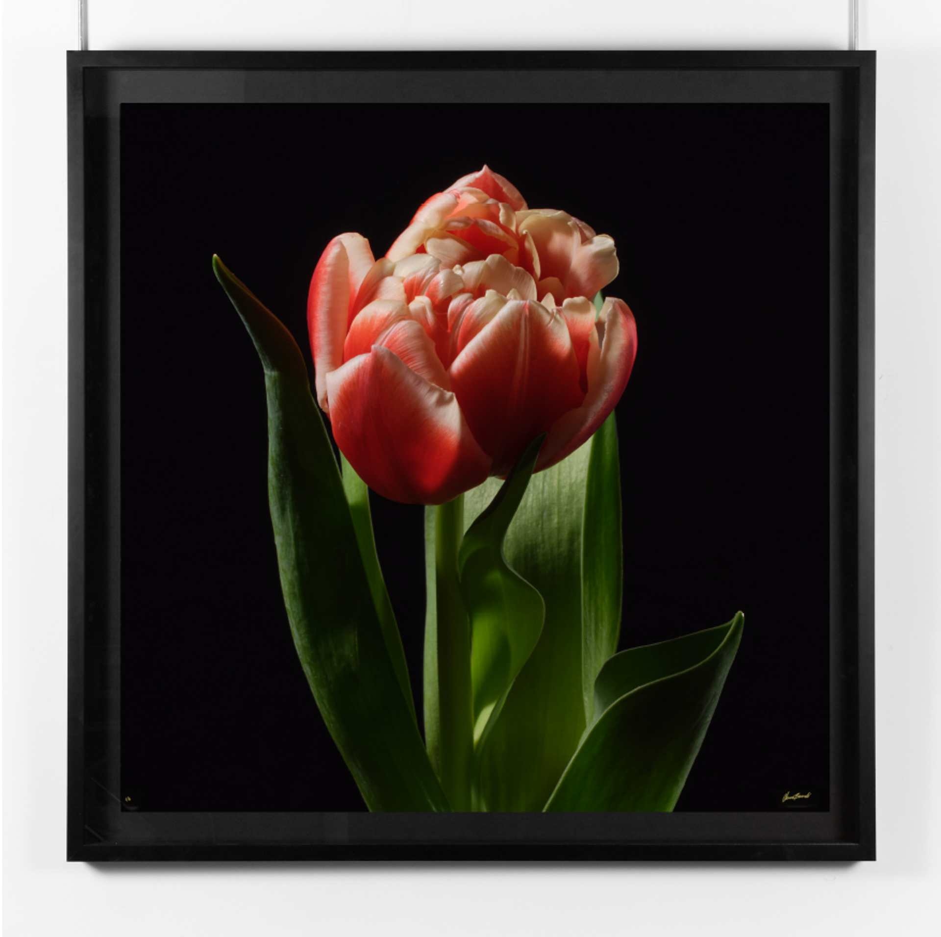 Tulipa by Oliver Bernardi - FLORA | META