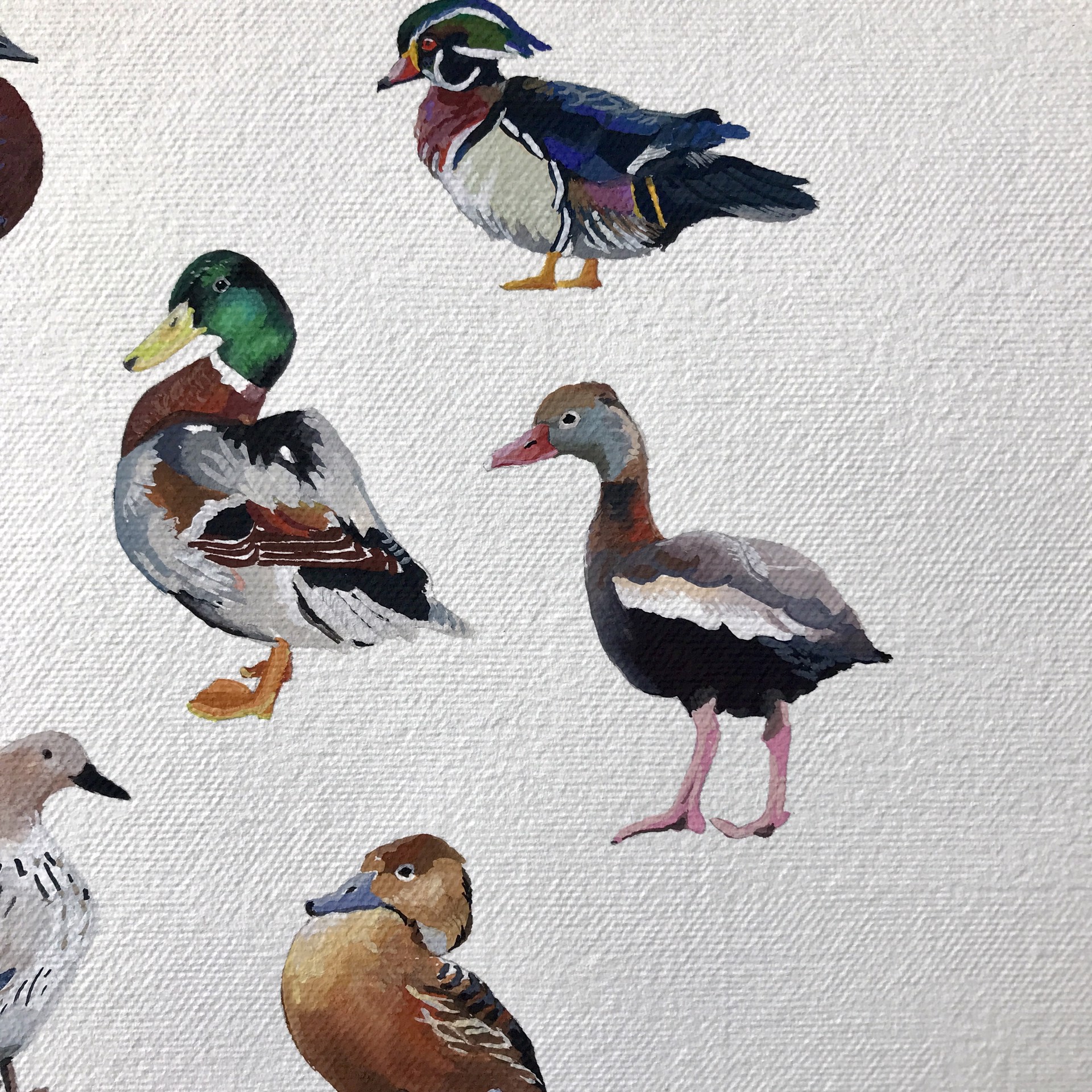 Duck Study by Noelle Holler