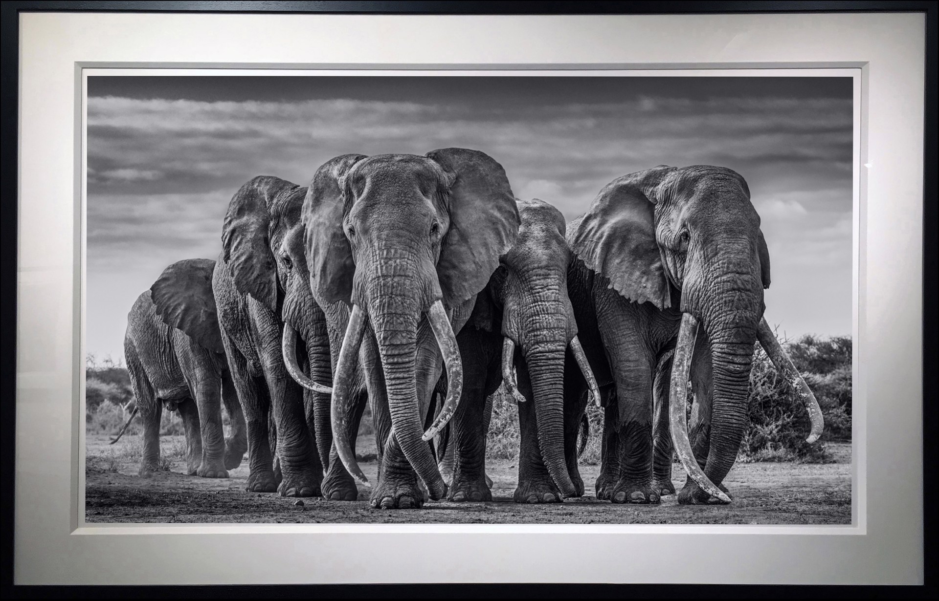 The Pack by David Yarrow
