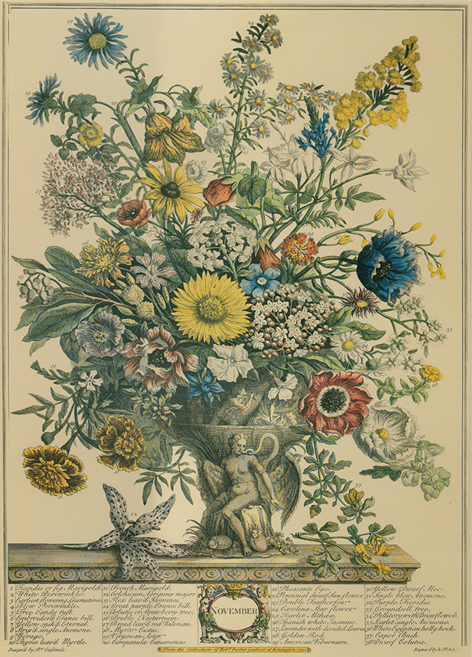 Twelve Months of Flowers from the Collection of Robert Furber, November