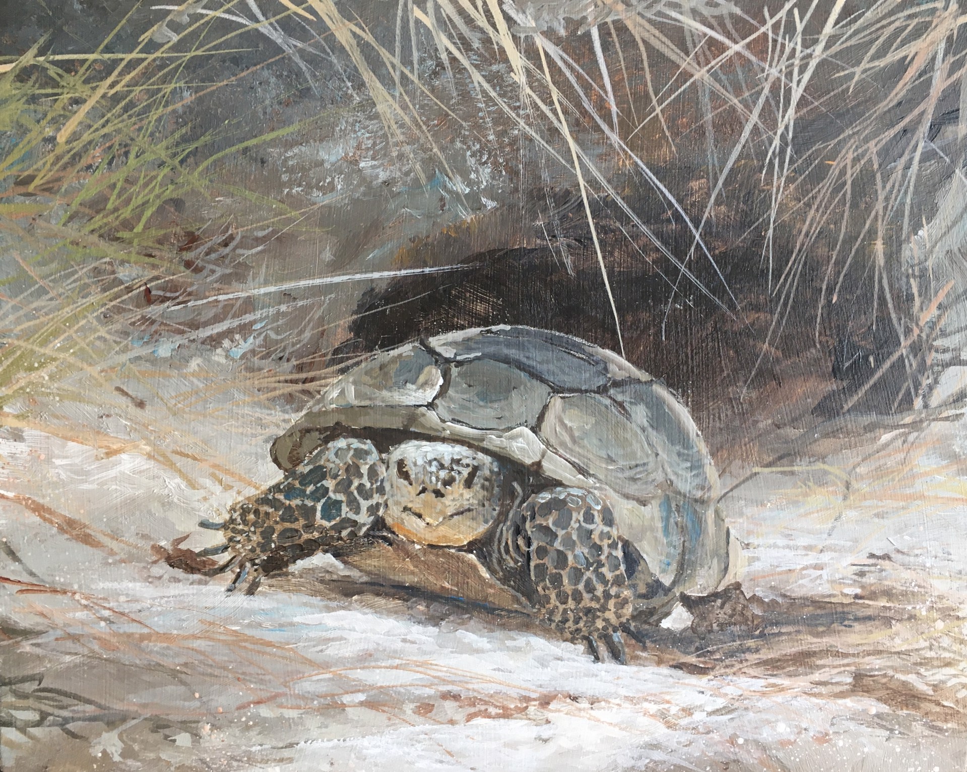 Gopher Tortoise -  SOLD by Scott Hiestand