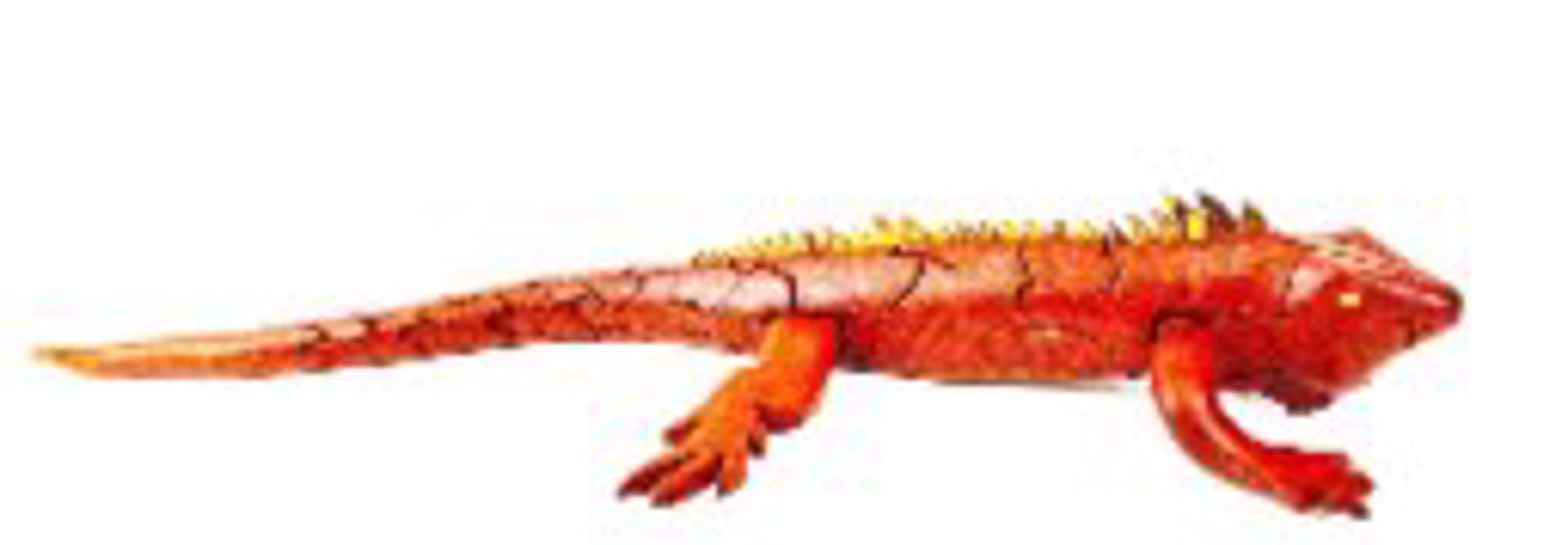 Iguana with Leaf Inside by Peter Chapman