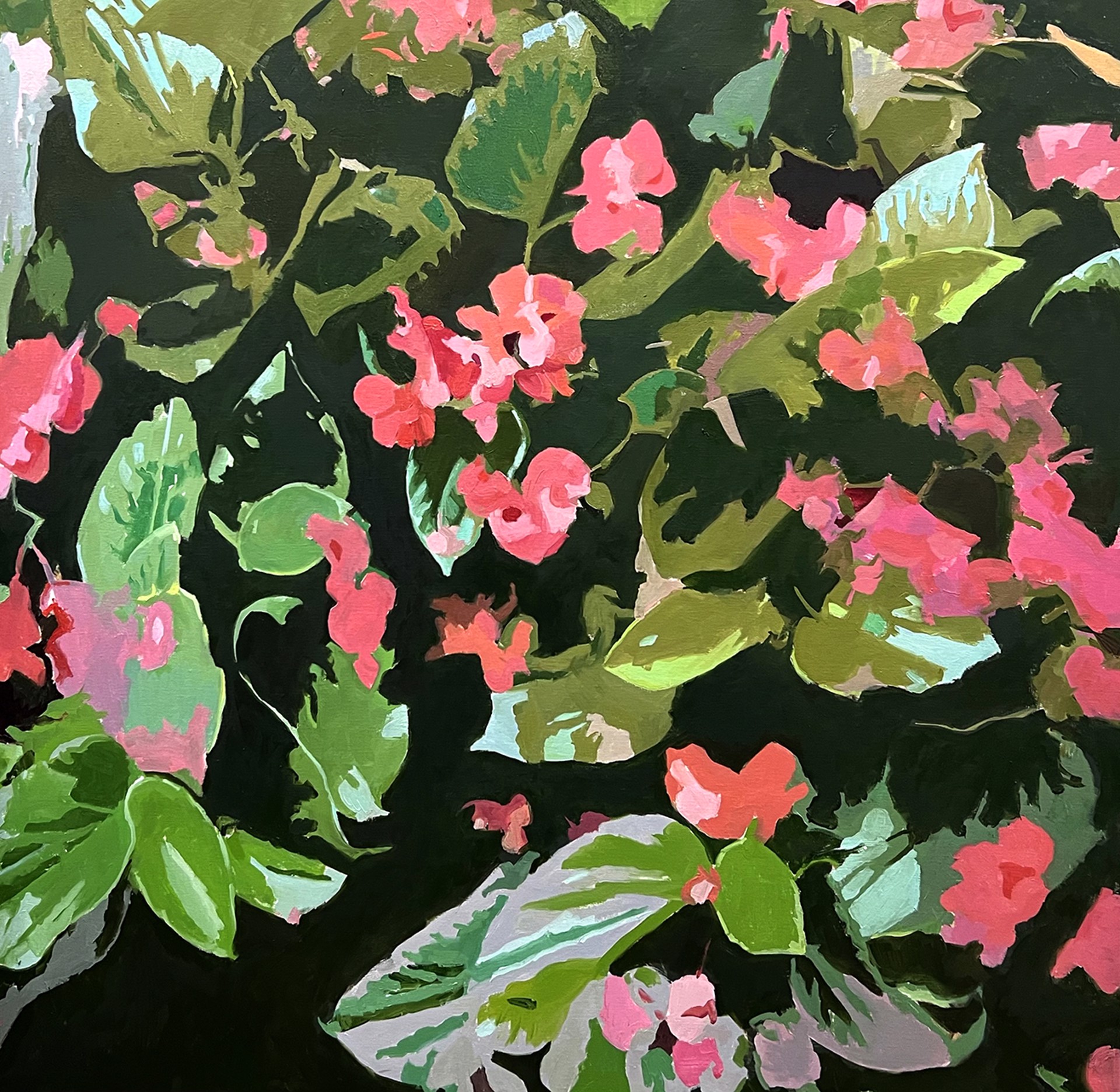 Begonias by Laura Murphey