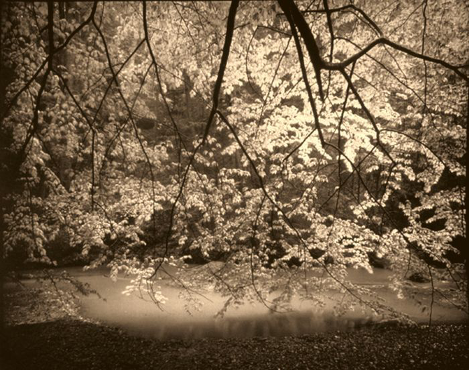 Beech Trees in the Rain (2/8) by Frank Hunter