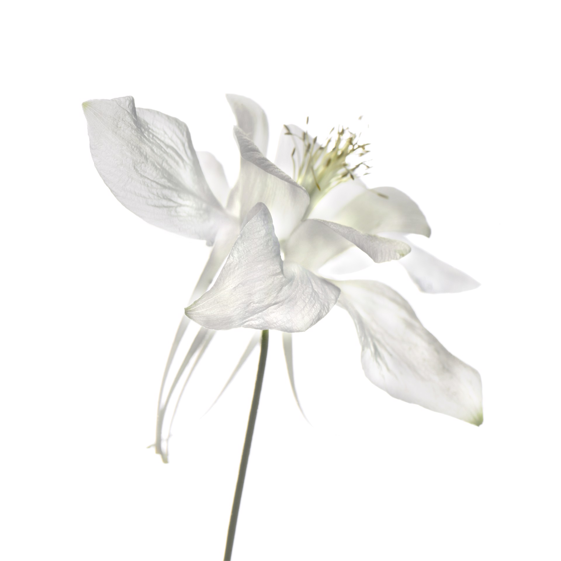 Flower 136 (White Series) by Chad Kleitsch