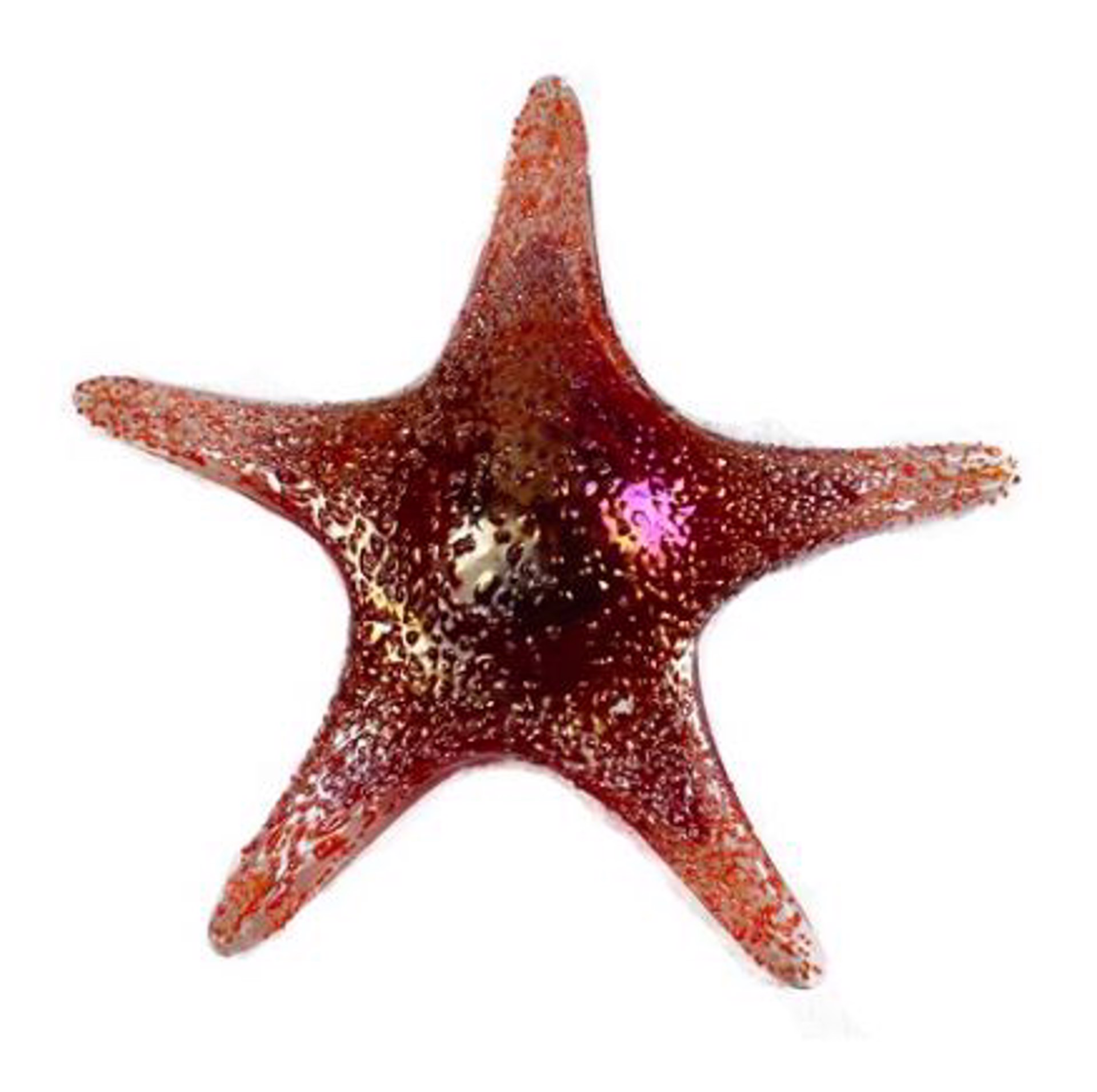 Large Red Starfish Wall Art - 7840BIR by V Handblown Glass