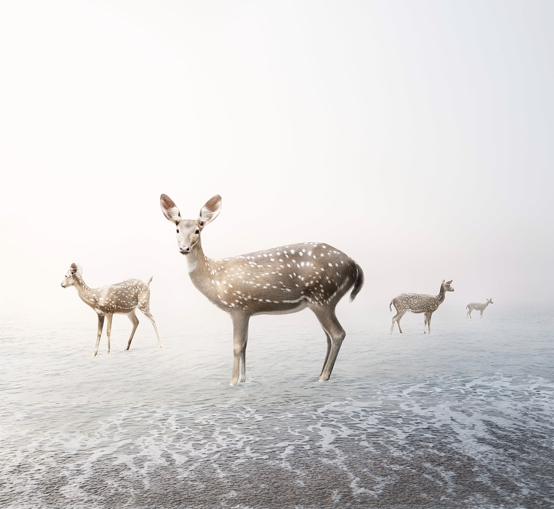 Stay My Deer by Alice Zilberberg