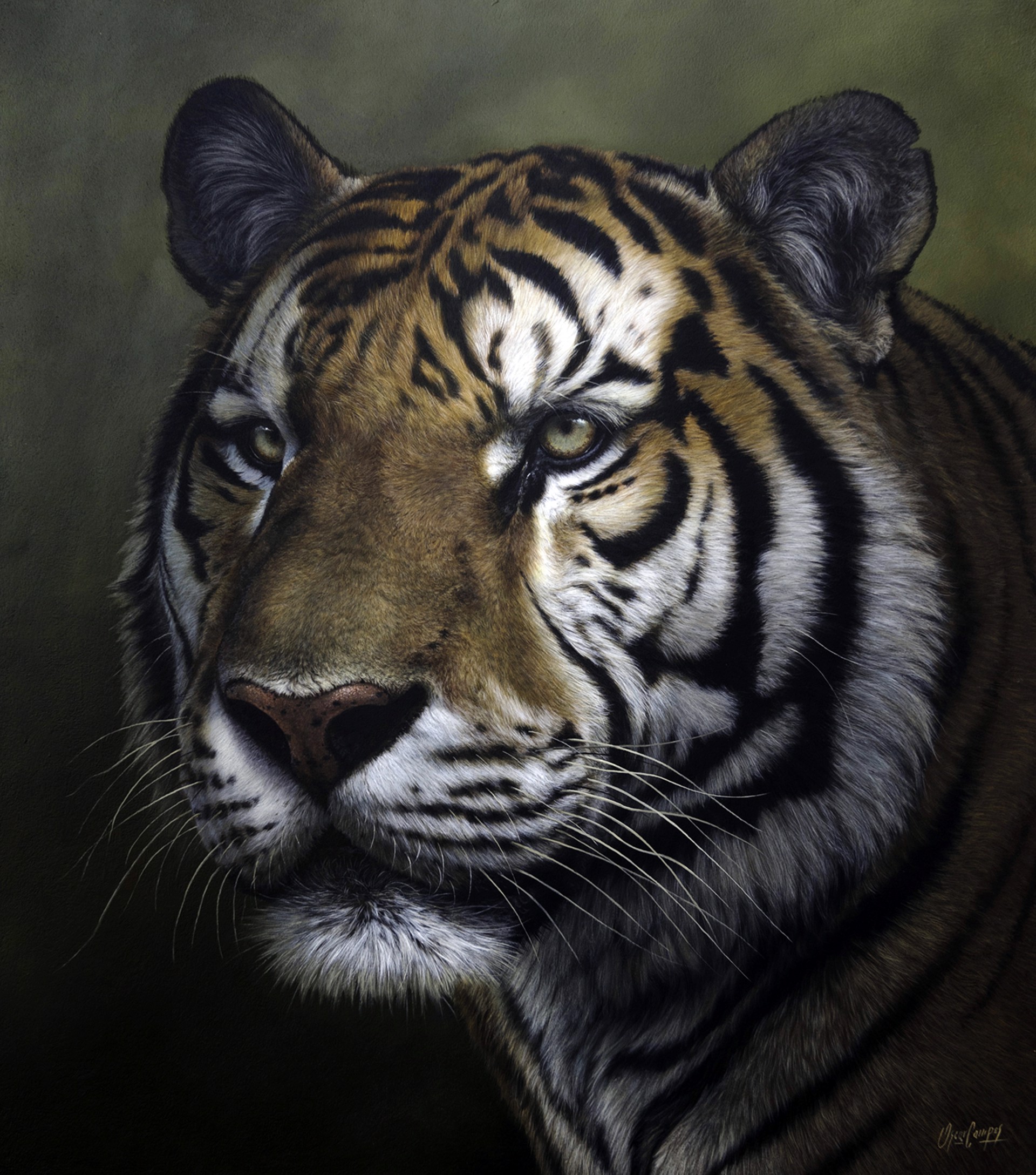 Tigre by Oscar Campos
