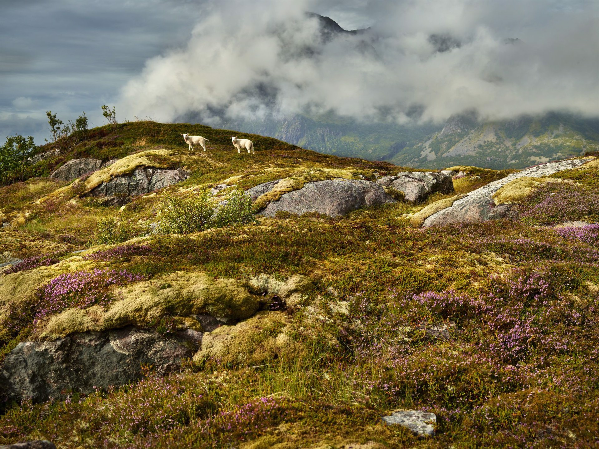 Lofoten Loafin', Lofoten Islands, Norway by R. J. Kern
